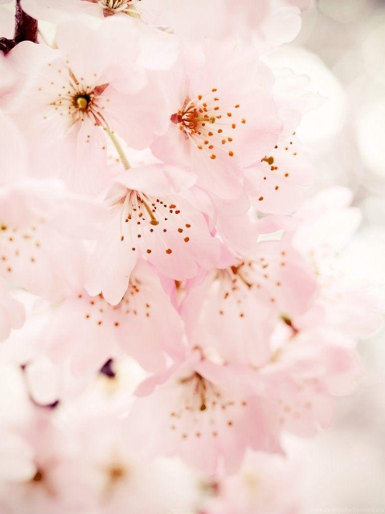 768x1024 HD Beautiful Cherry Blossom Wallpaper IPhone, Android Full Size. Desktop Background
