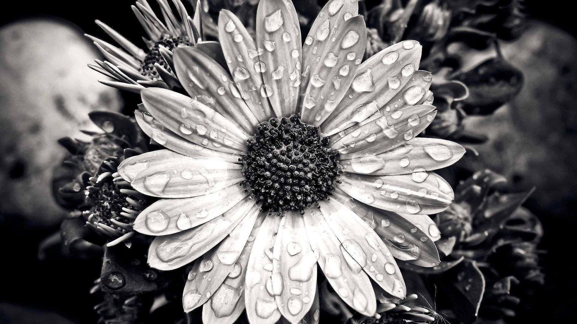 1920x1080 Black and White Wallpaper Wallpaper Superior Black and White Wallpaper Background