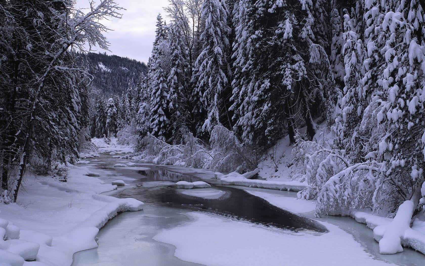 1680x1050 Winter Forest Desktop Wallpaper Winter Scenery