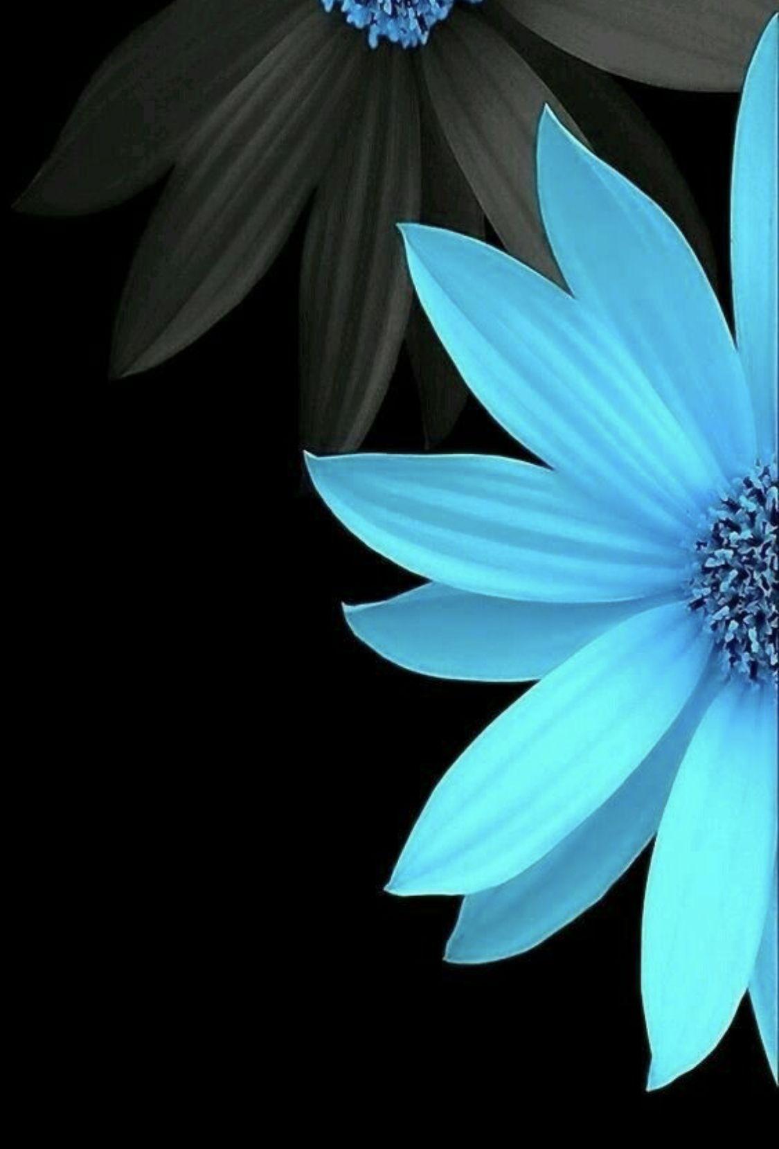 Black and Blue Floral Wallpapers - Top Free Black and Blue Floral