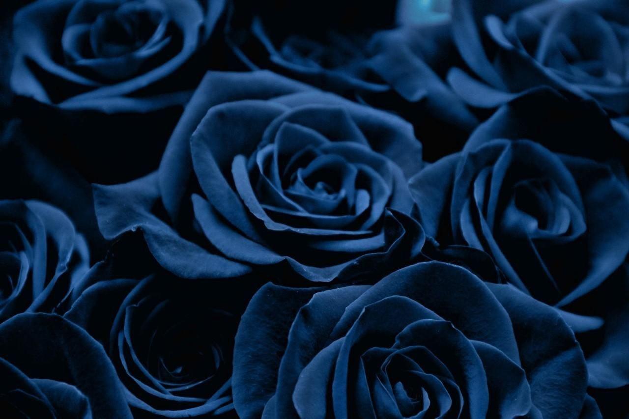 Black and Blue Floral Wallpapers - Top Free Black and Blue Floral