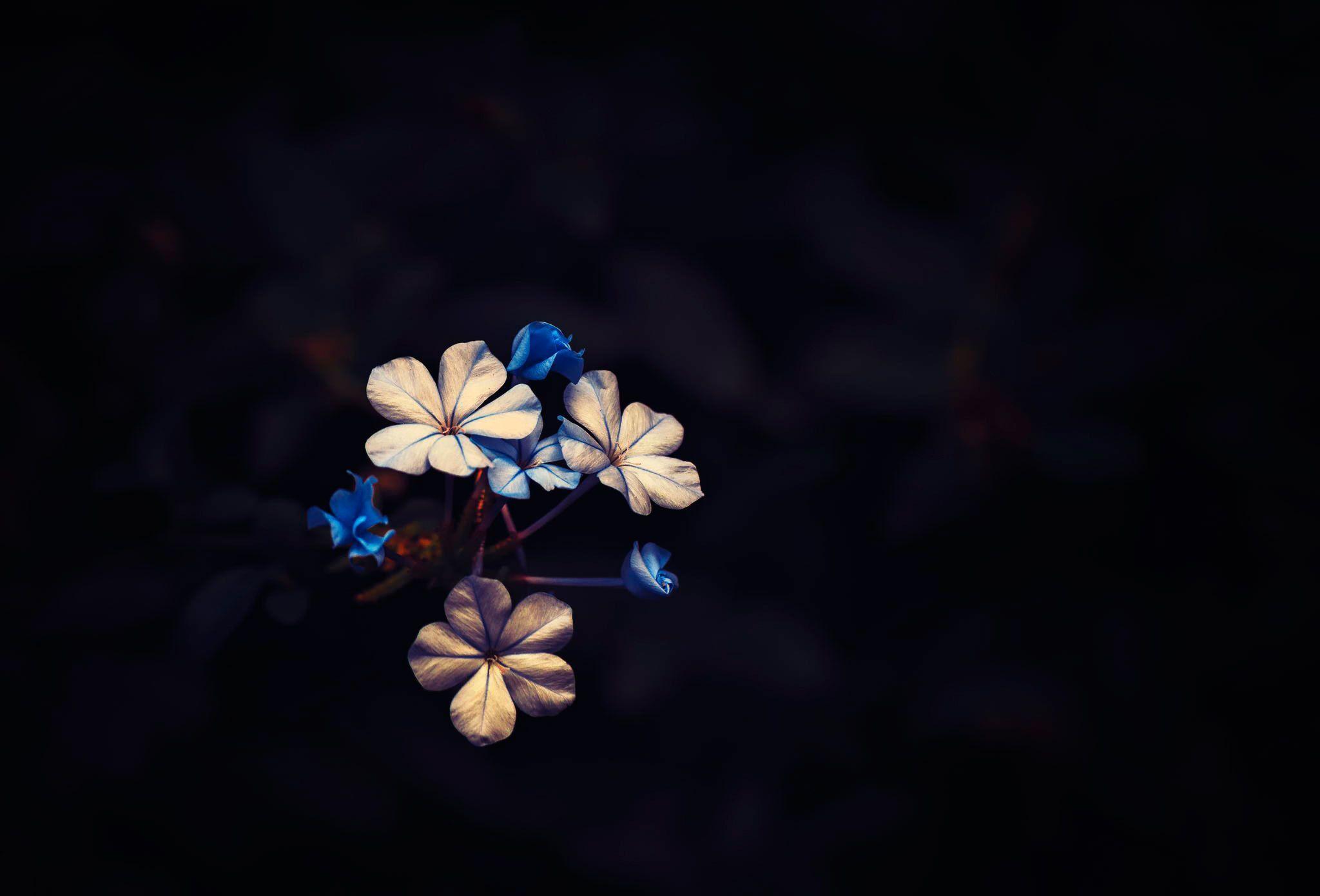 2048x1390 Flowers. Blue flower wallpaper, Black background wallpaper, Dark flowers