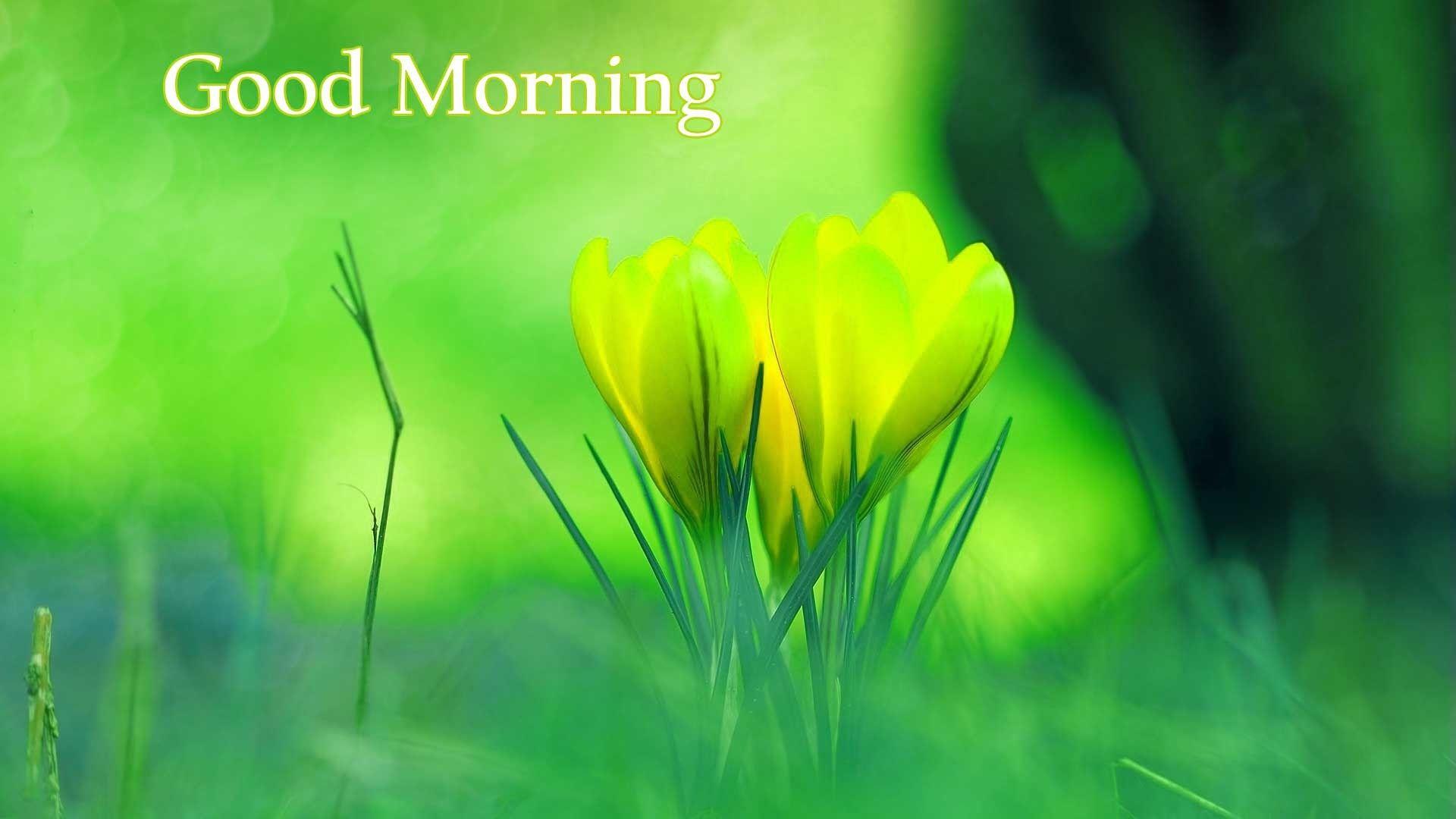 Beautiful Good Morning HD Wallpapers - Top Free Beautiful Good Morning HD  Backgrounds - WallpaperAccess