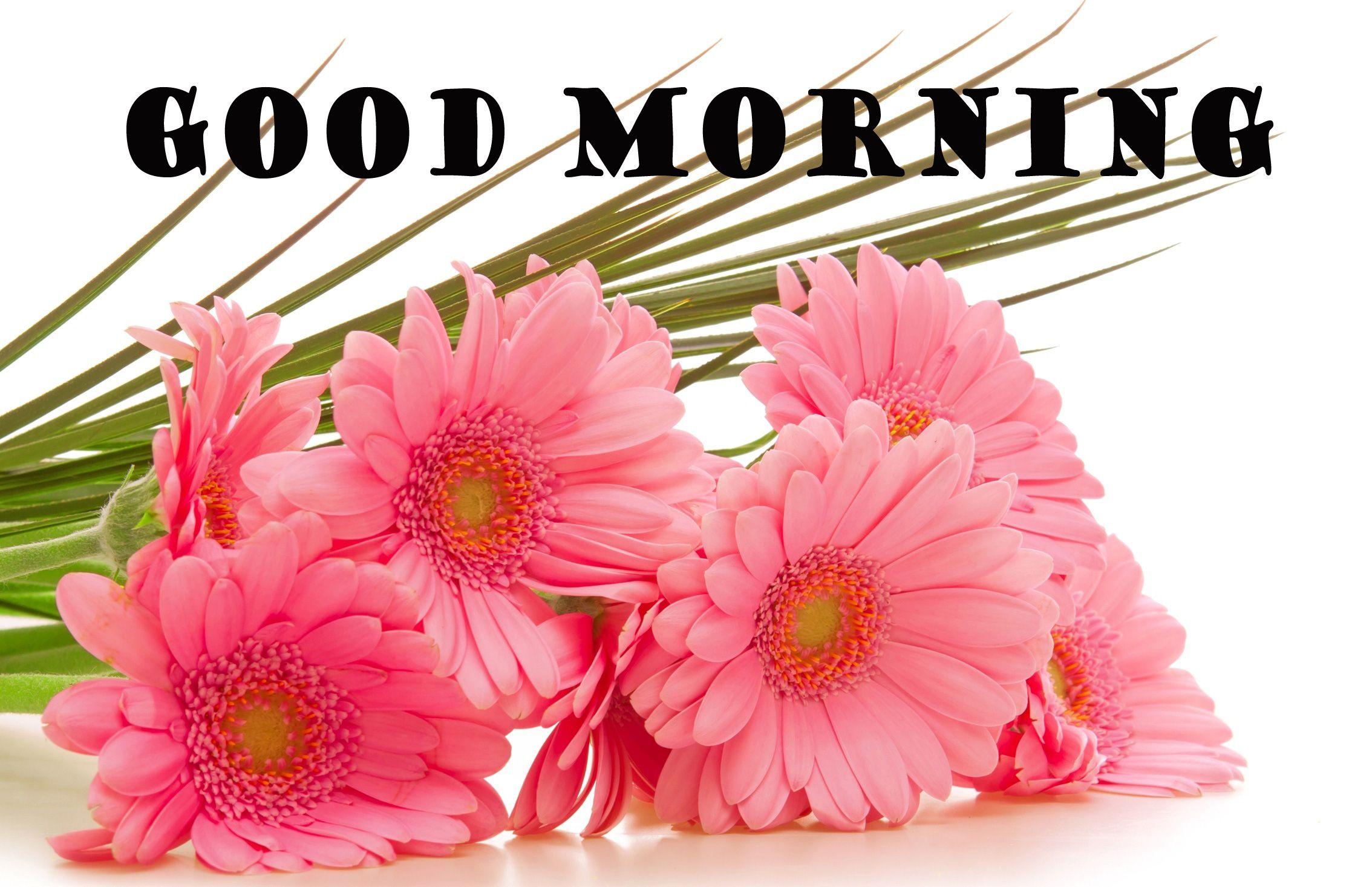 2268x1466 Hình nền thiên nhiên Chào buổi sáng Hình ảnh đẹp https://wallpaperaccess.com/full/5965988.jpg