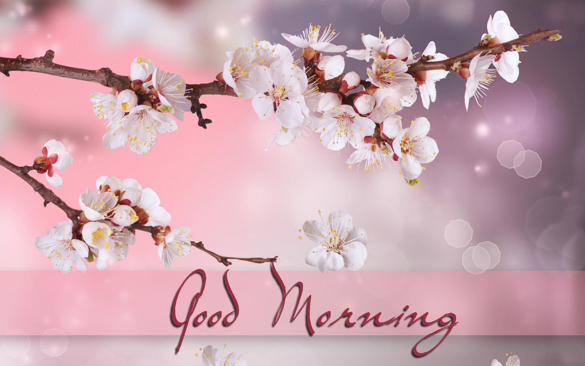 1920x1200 Chào buổi sáng Hình nền HD https://wallpaperaccess.com/full/5966043.jpg