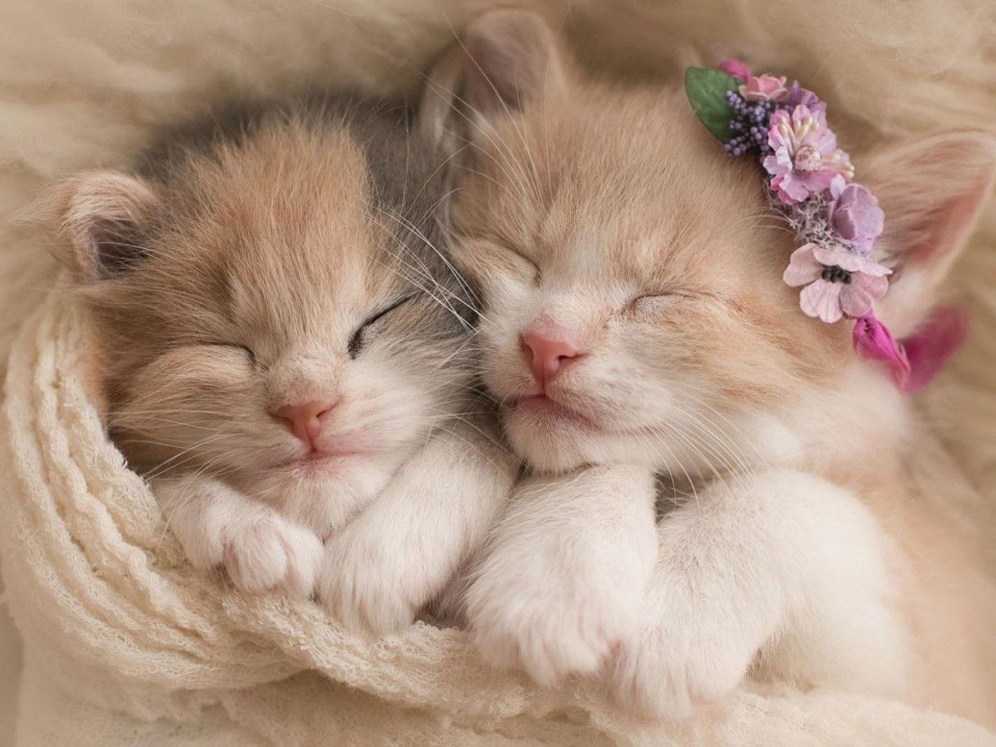 1400x1050 Two white and orange tabby kittens wallpaper, kitty, cat, cats, sleep, sleeping • Wallpaper For You HD Wallpaper For Desktop & Mobile
