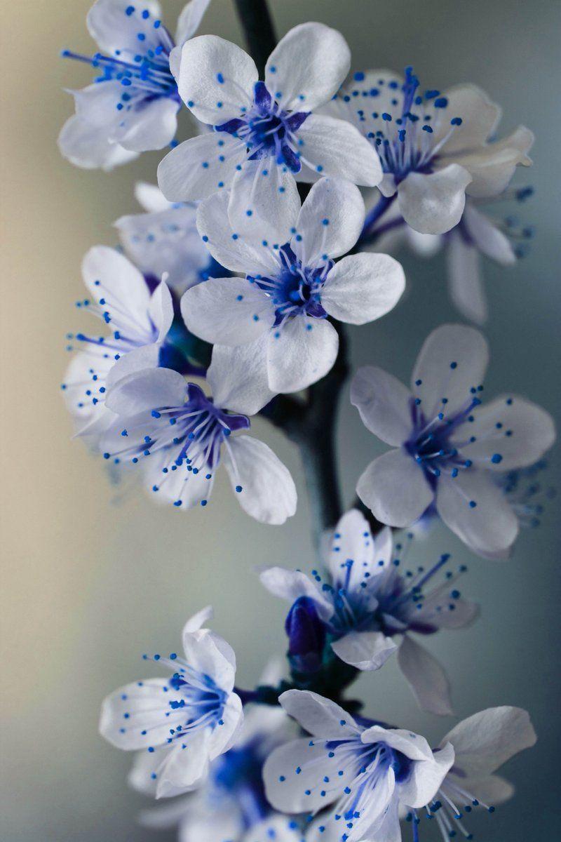 800x1200 White Blue Flowers HD Wallpaper