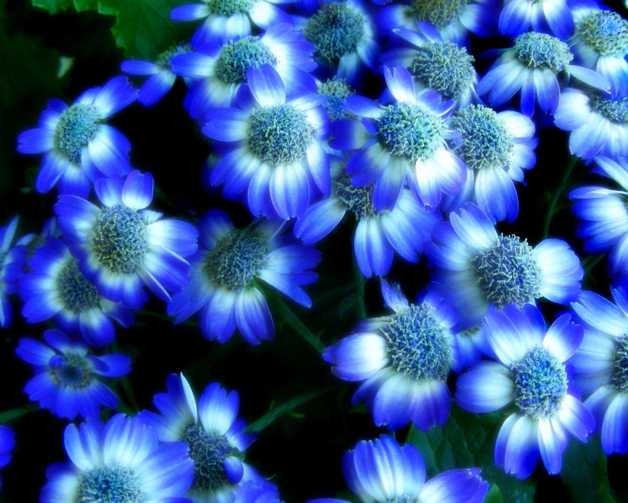 1280x1024 Free download tags beautiful flower wallpaper flowered wallpaper lotus flower [2816x2112] for your Desktop, Mobile & Tablet. Explore Blue and White Floral Wallpaper. Green Flower Wallpaper, Bold Floral Wallpaper