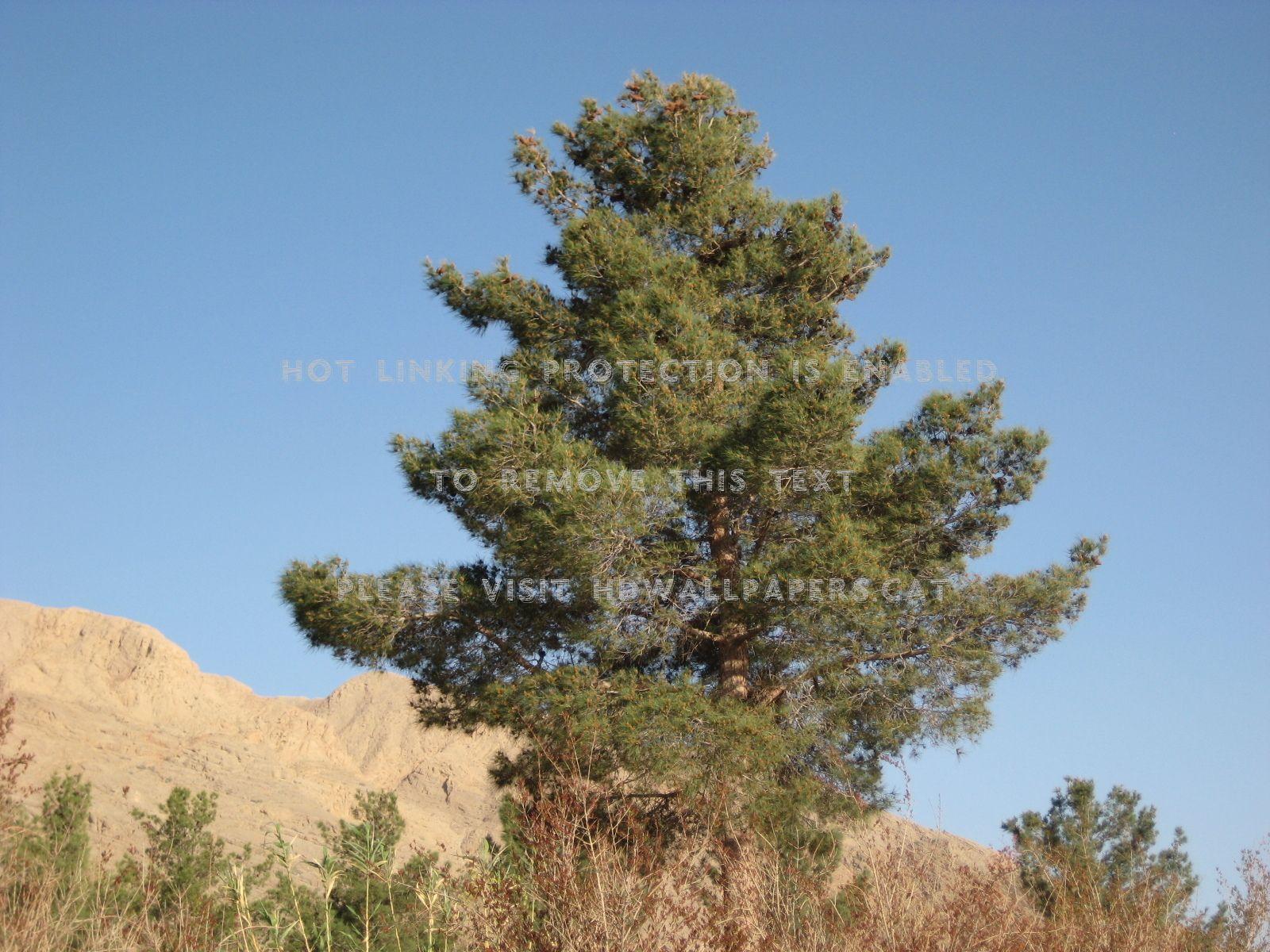 1600x1200 pine tree isfahan iran esfahan nature