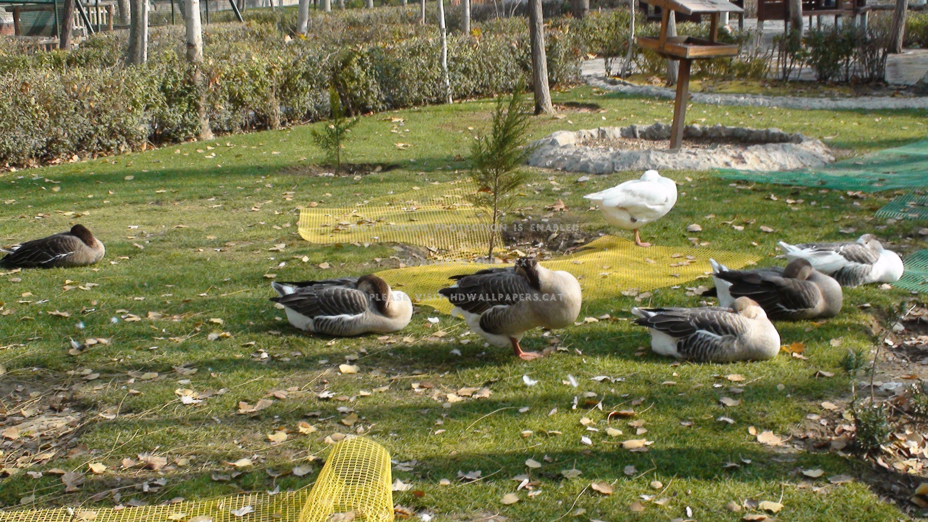 3680x2070 bird's nap the esfahan iran animals