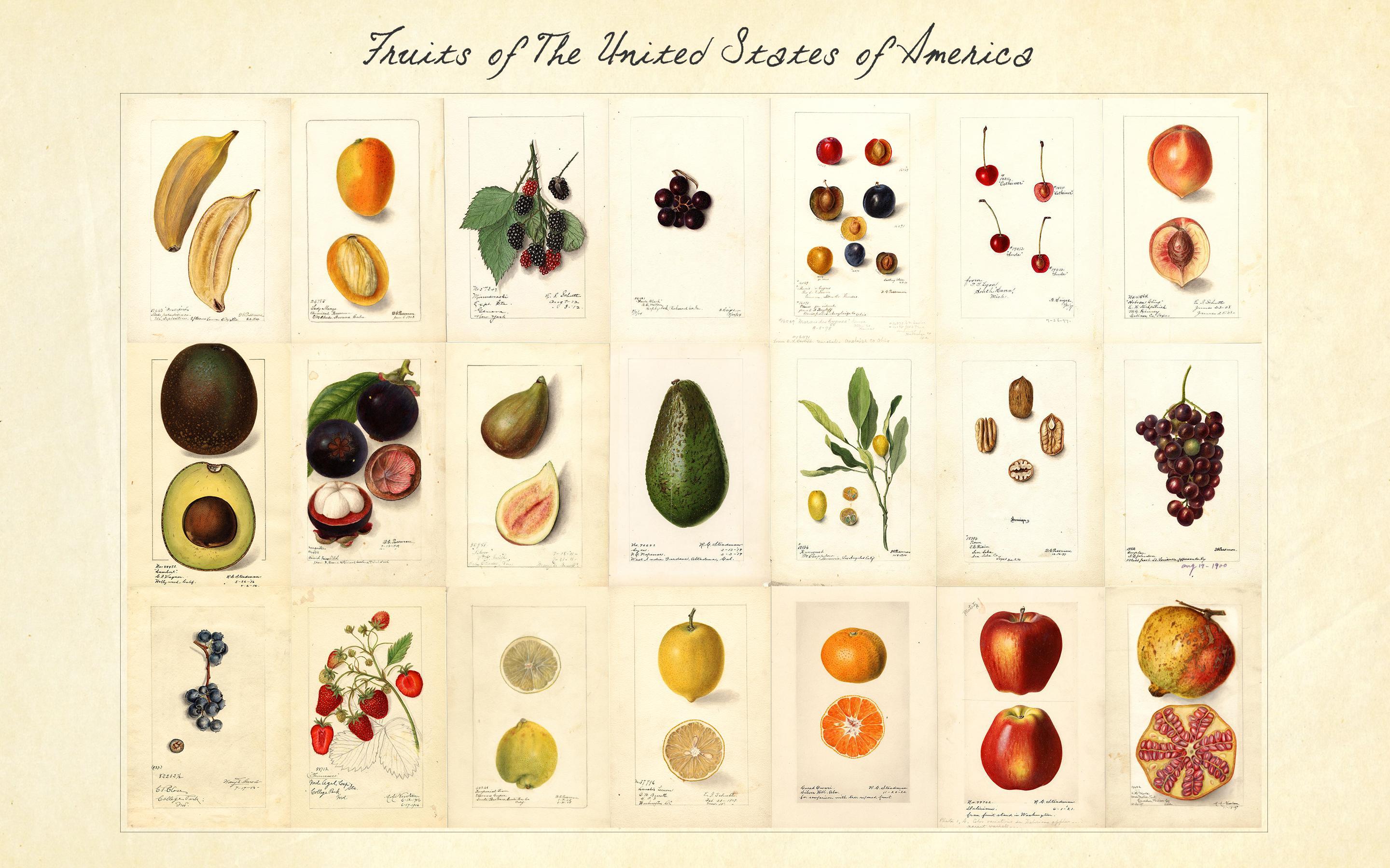 2880x1800 Some of 500 watercolor paintings of fruit commissioned by the US Government over 100 years ago. [2880x1800]: wallpaper