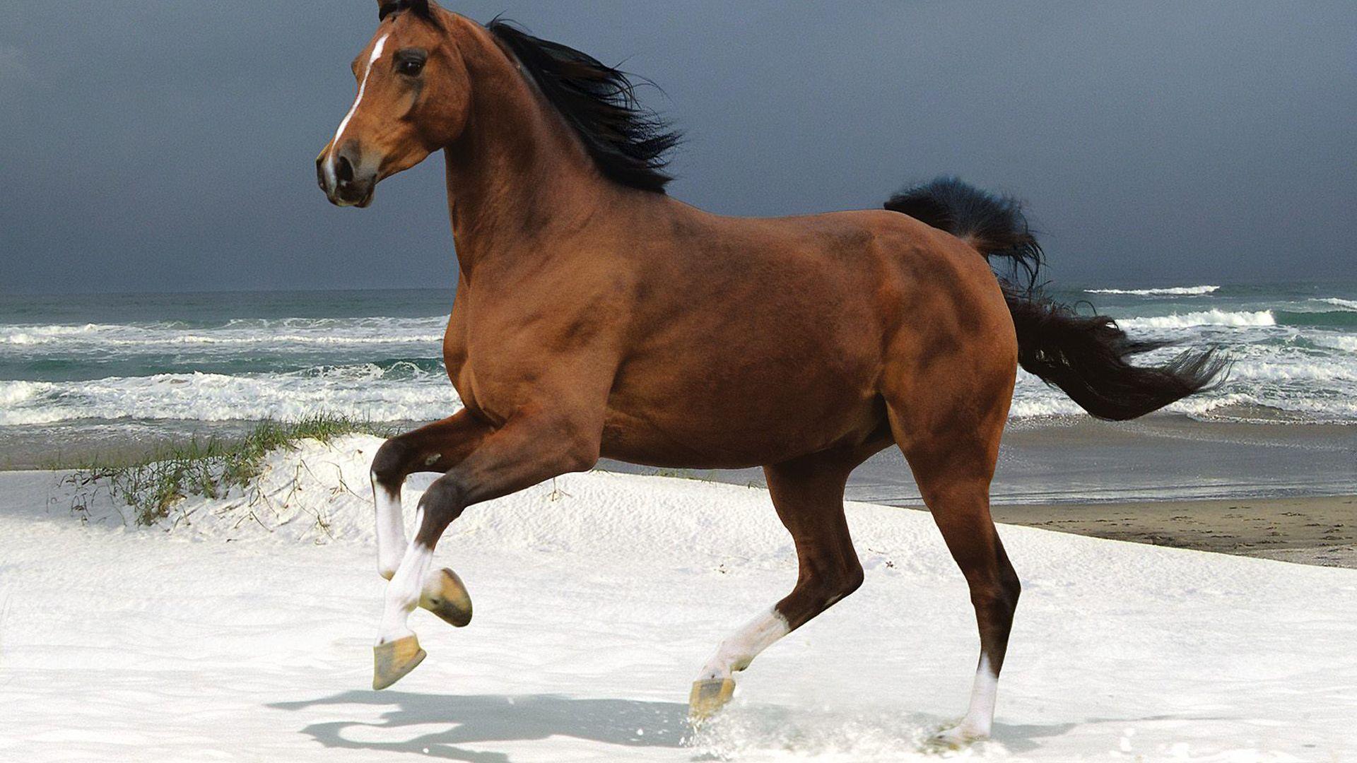 1920x1080 Brown Horse Is Running On Snow With Beach And Sky Background HD Horse Wallpaper