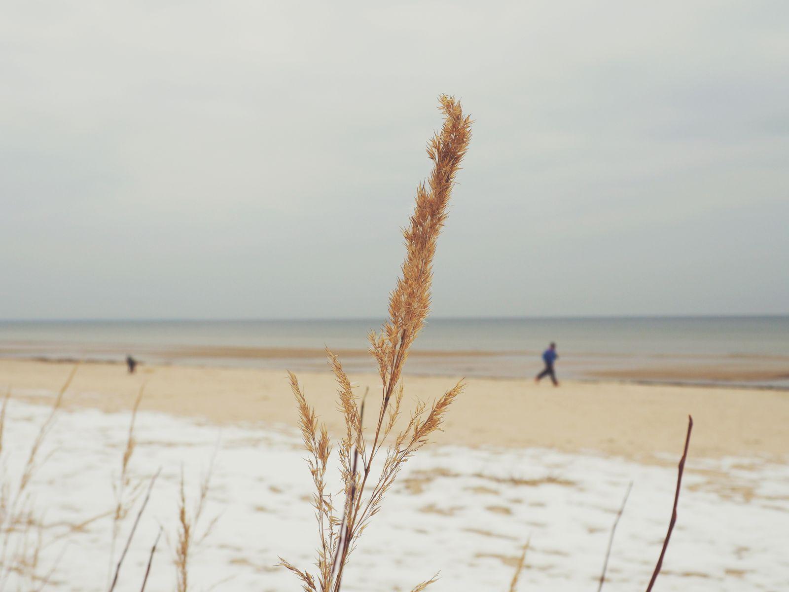 1600x1200 Sea Beach Grass Plant Snow Winter Sand Wallpaper.com. Best High Quality Wallpaper
