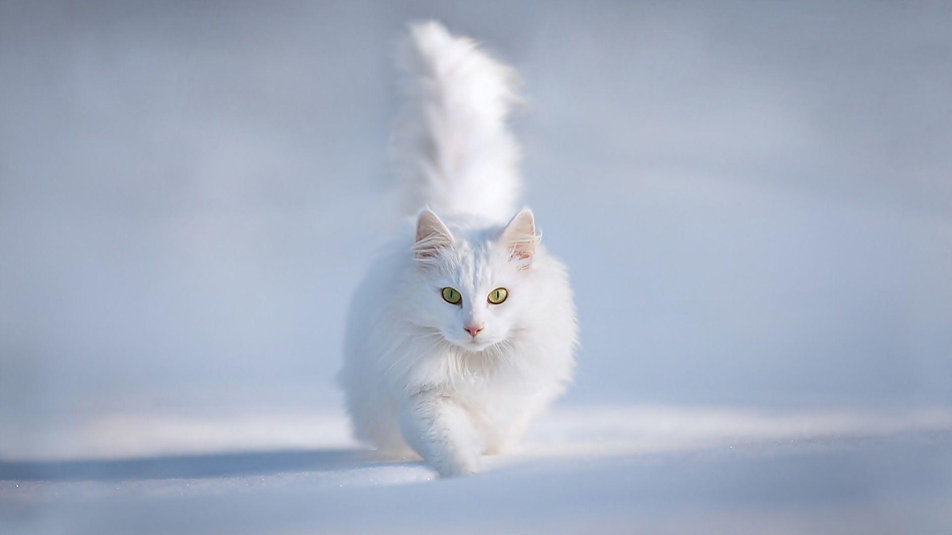 1920x1080 Top Unusual Cat Breeds On Earth. White cats, Persian cats