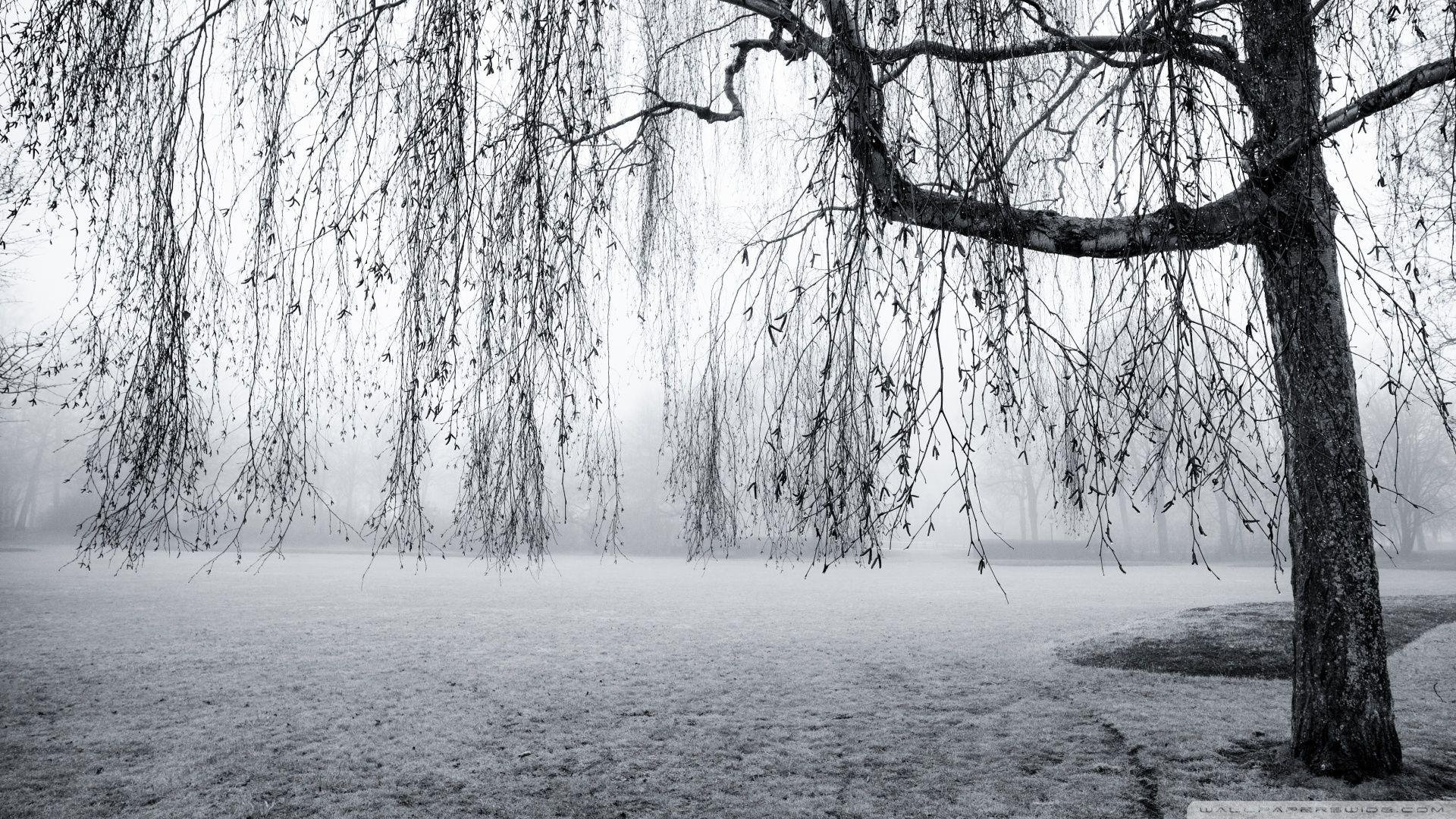 1920x1080 Nature Black And White Wallpaper