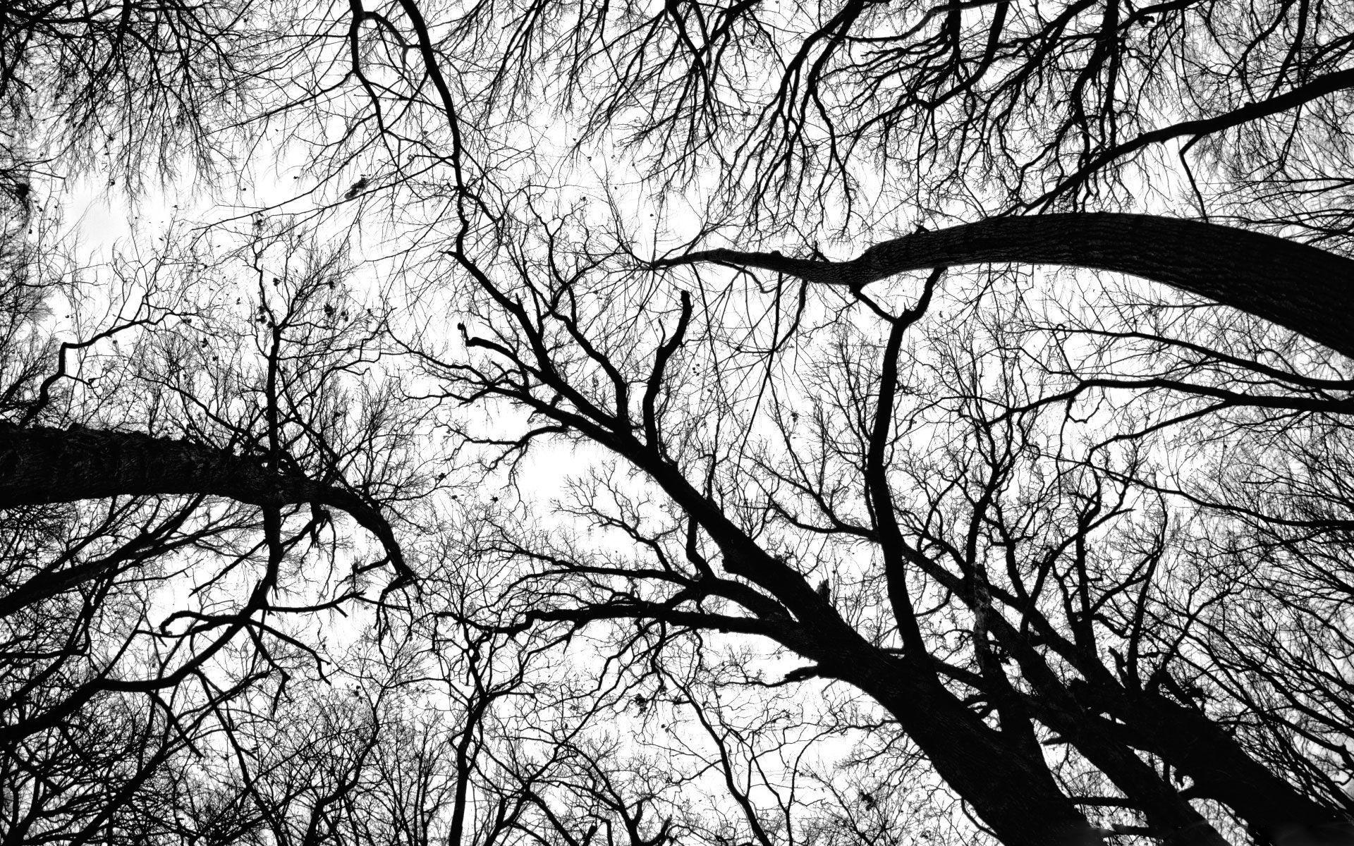 1920x1200 HD Black & White Widescreen Background. Black and white tree, Black and white background, Black and white wallpaper