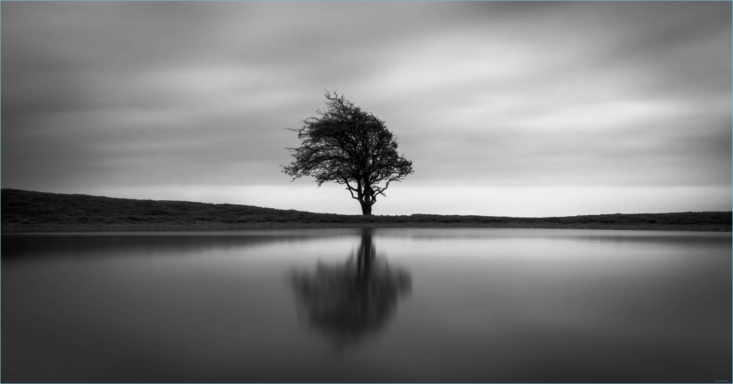 2560x1340 Solo Tree, HD Nature, 13k Wallpaper, Image, Background, Photo And White Nature Wallpaper