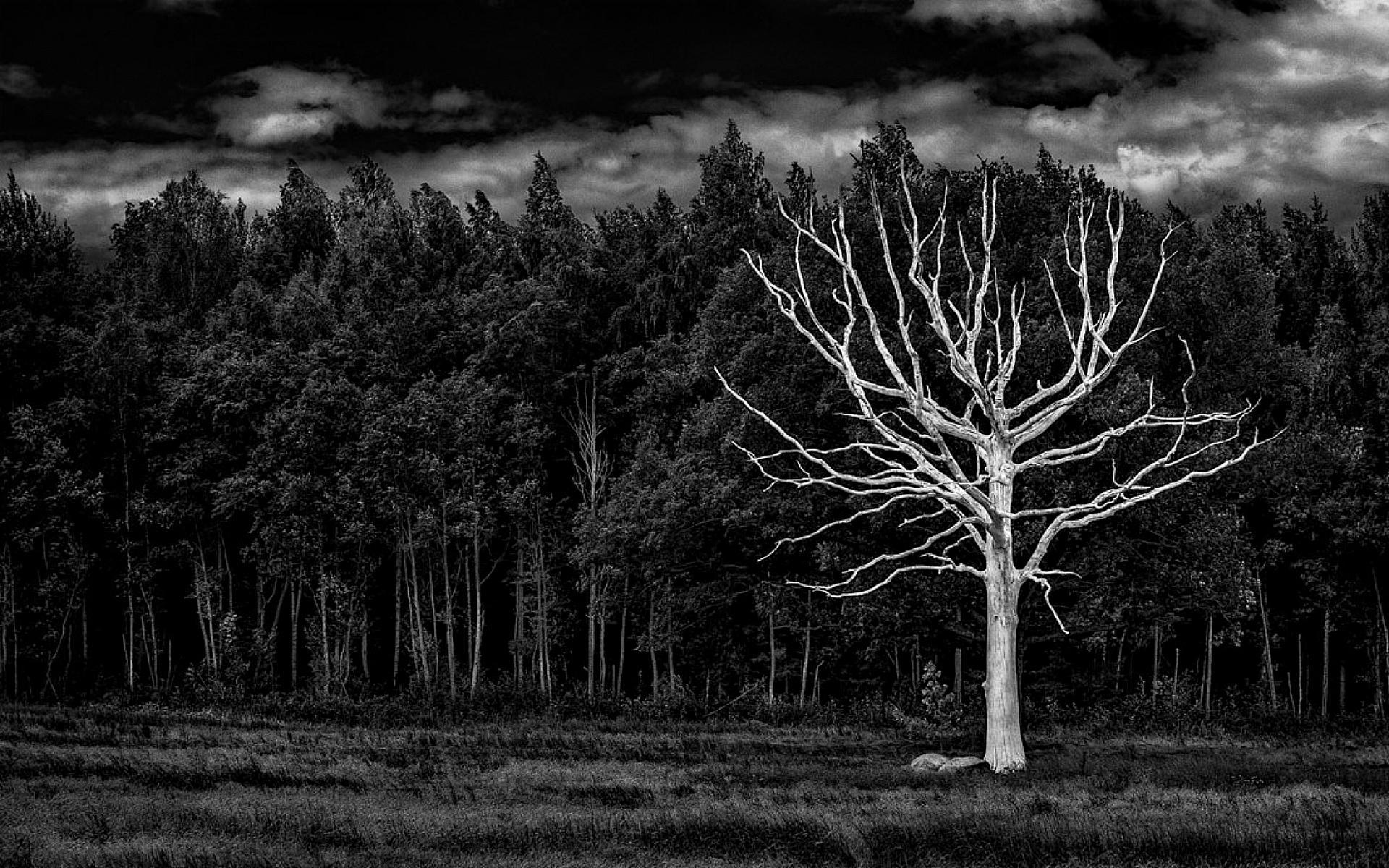 1920x1200 Black And White Nature Background