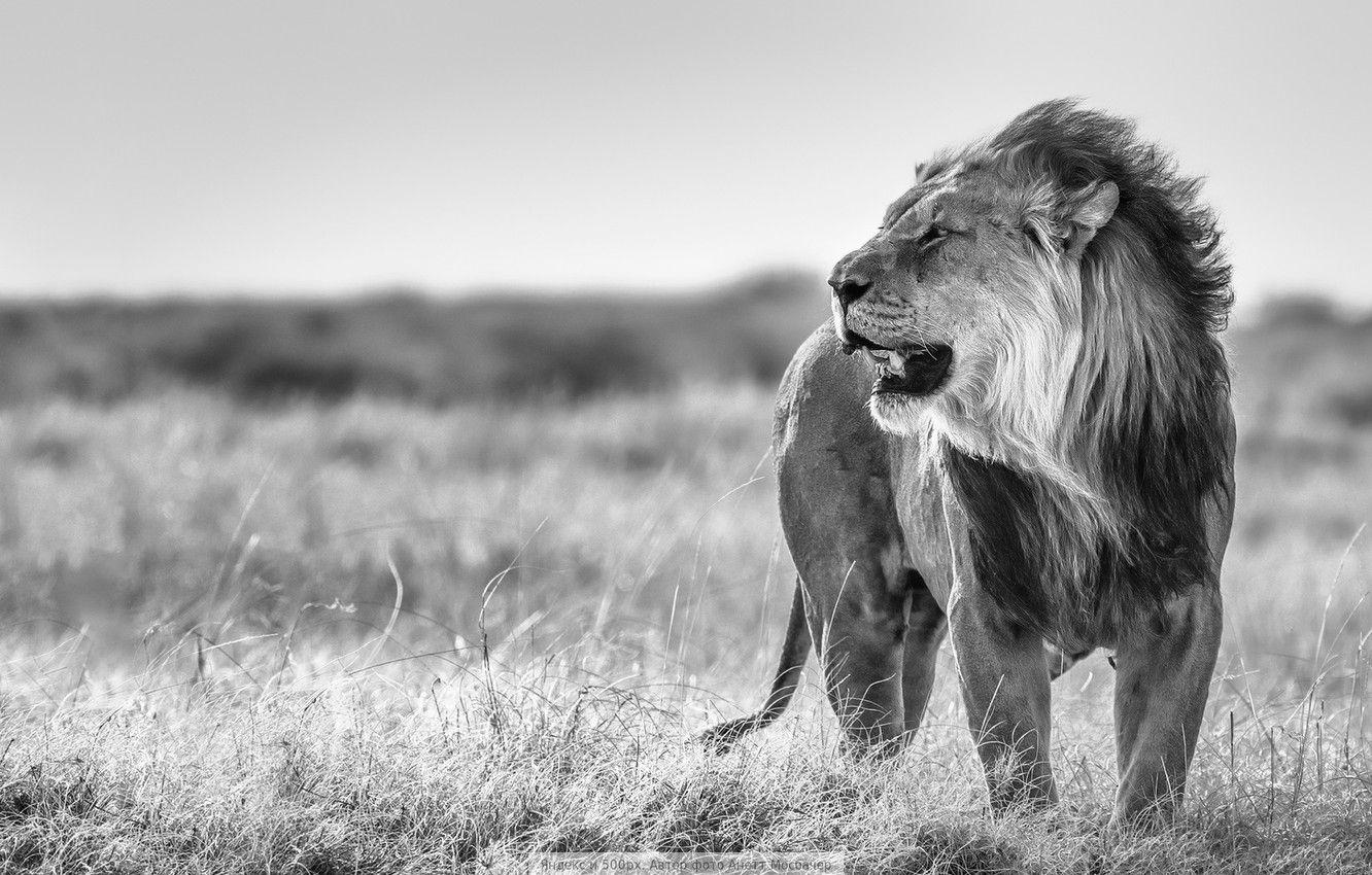 1332x850 Photo Wallpaper Nature, Leo, Black And White Lion Black And White
