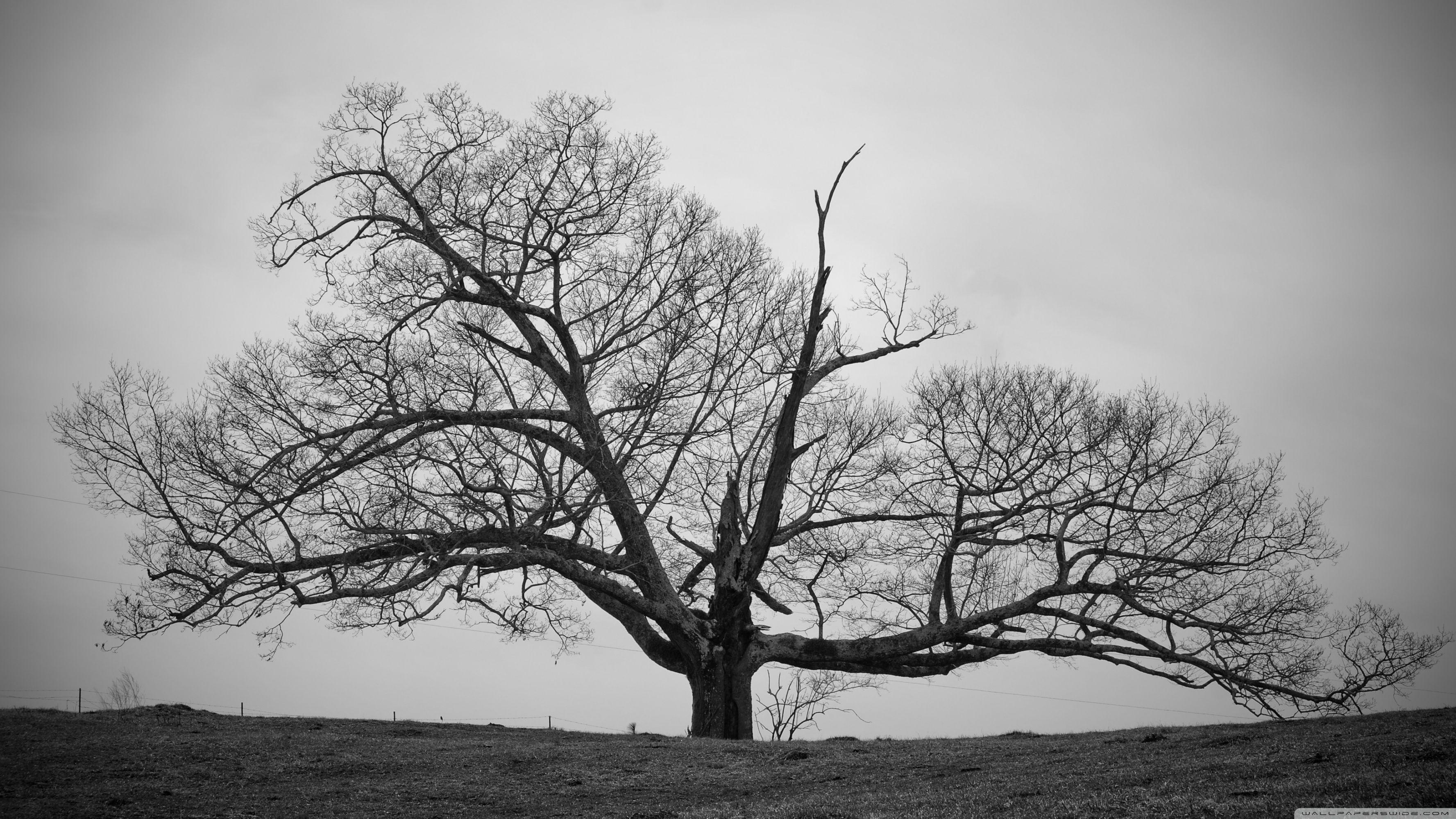 3554x1999 Black Trees HD Desktop Wallpaper