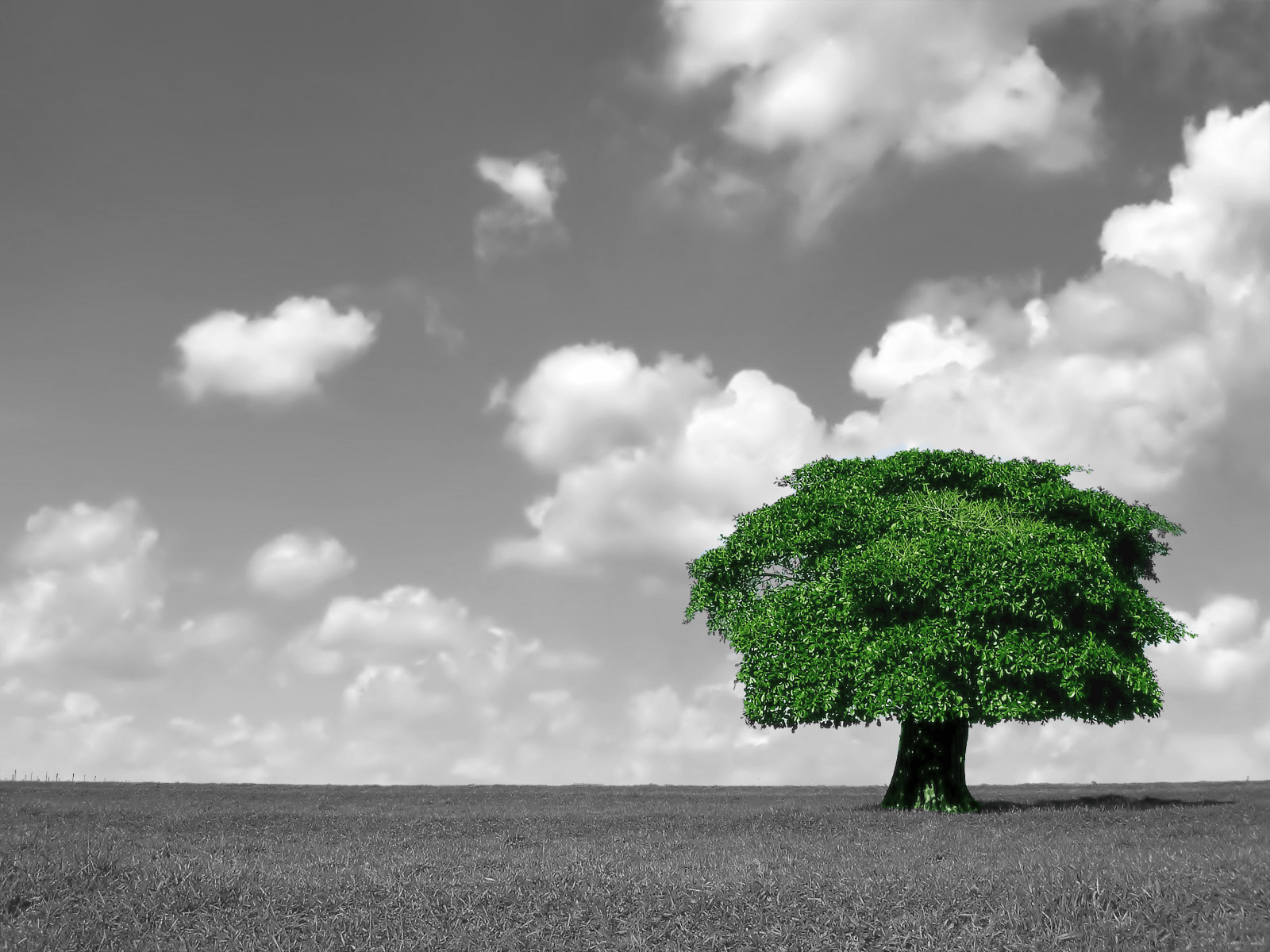 1600x1200 Color Splash Photography Desktop Image. Nature photography trees, Color splash photography, Splash photography