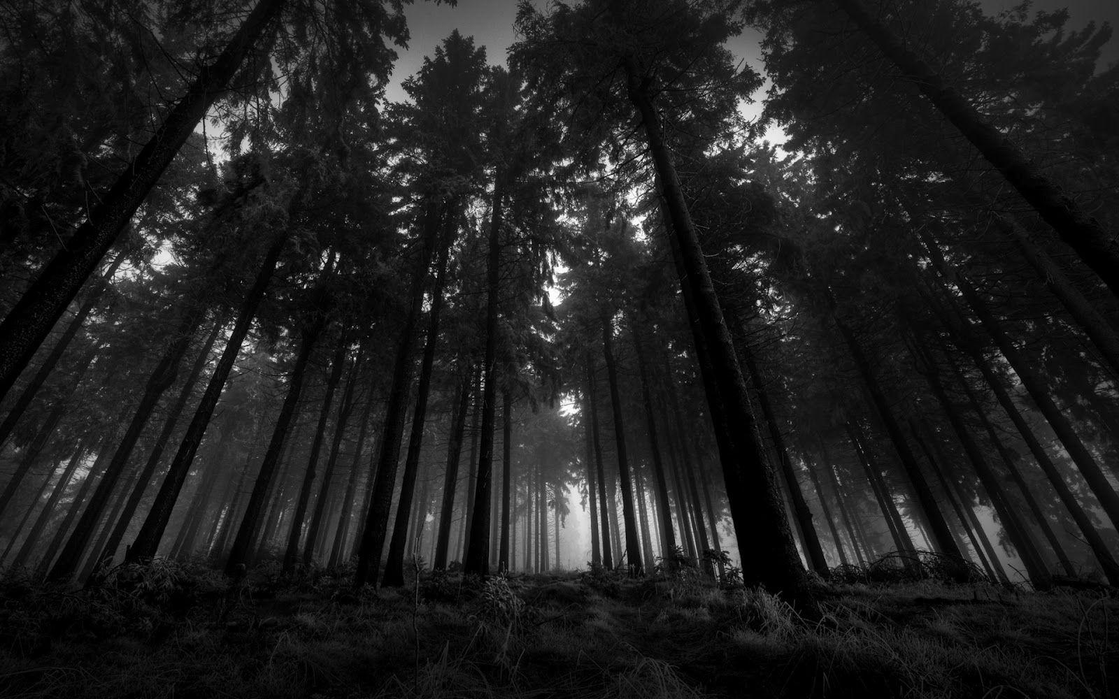 1600x1000 Thu 25 Jun CEST 2015 Black and White Desktop Wallpaper Nature Wallpaper