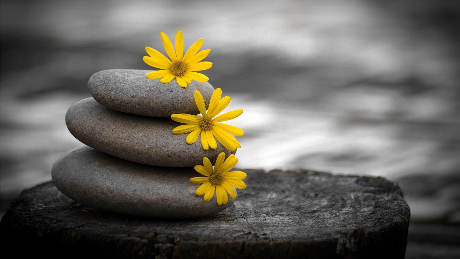 1920x1080 Nature Black And White Wallpaper