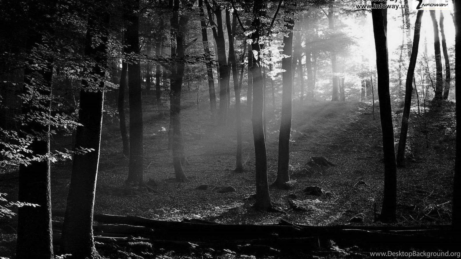 1600x900 Black And White Nature Wallpaper Photo 82 Of 267 Desktop Background