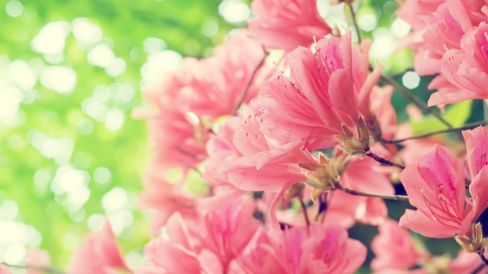 1920x1080 Free Download Pink Flowers Background