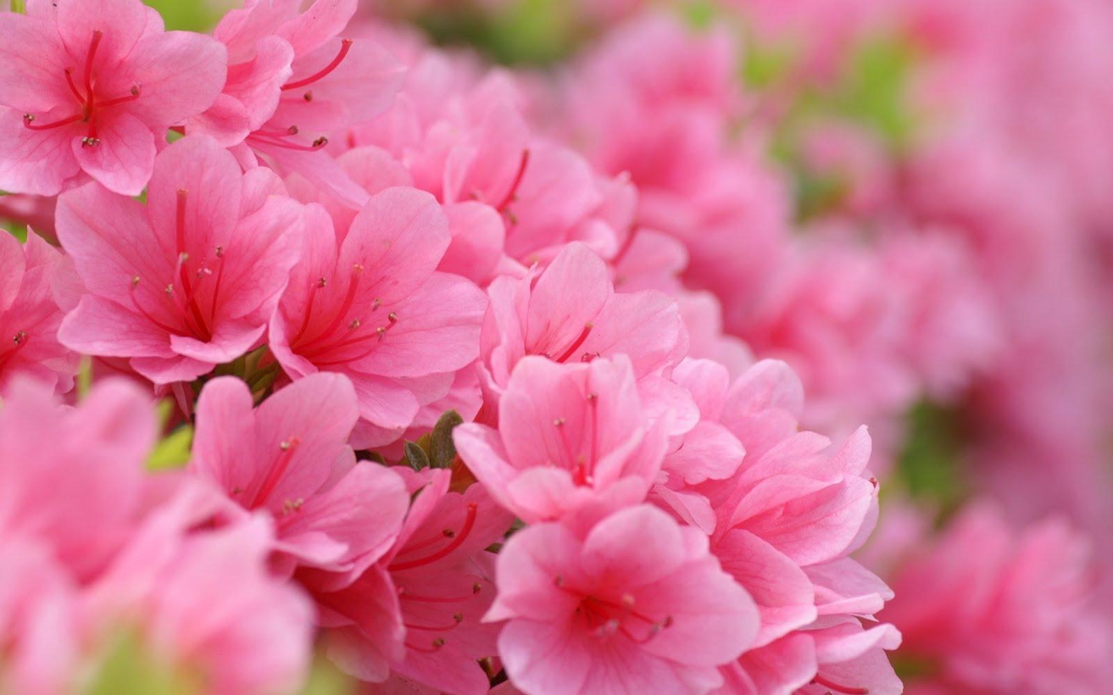 1600x1000 Free download Lifting Hearts ALMOST WORDLESS WEDNESDAY Pink Spring Flowers [1600x1000] for your Desktop, Mobile & Tablet. Explore Pink Spring Flower Wallpaper. Pink Flower Wallpaper, Pink Flowers Wallpaper for