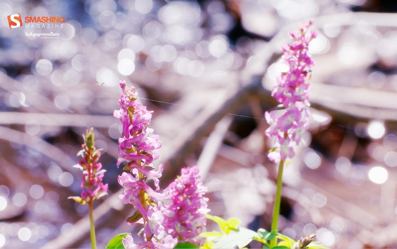 1280x804 Pink spring flowers wallpaper. Pink spring flowers