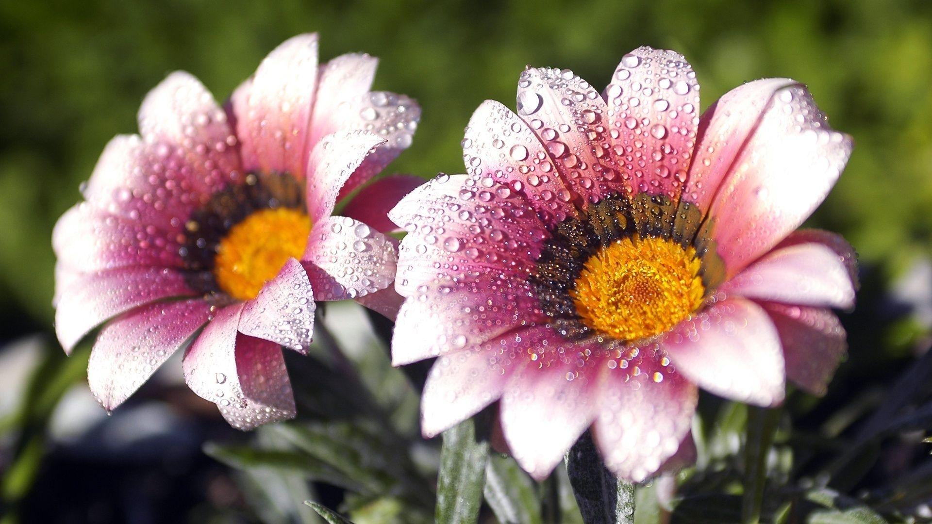 1920x1080 Free Spring Flowers, Download Free Spring Flowers png image, Free ClipArts on Clipart Library