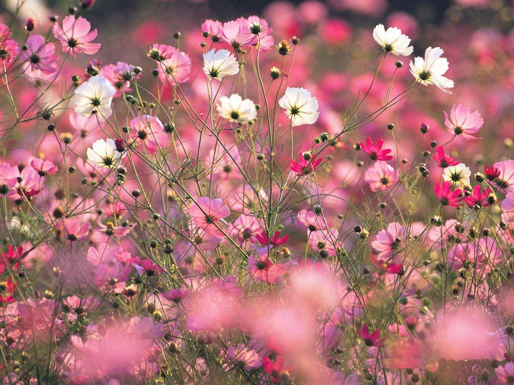 1024x768 Free download Cosmos Spring Flower Wallpaper Colorful Cosmos Spring Flower [1024x768] for your Desktop, Mobile & Tablet. Explore Pink Spring Flower Wallpaper. Pink Flower Wallpaper, Pink Flowers Wallpaper for