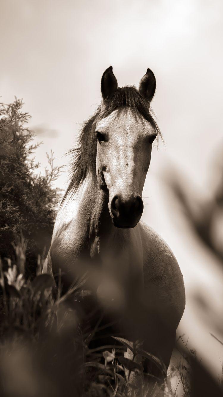 750x1334 Horse Grayscale iPhone iPhone 6S, iPhone 7 HD 4k Wallpaper, Image, Background, Photo and Picture