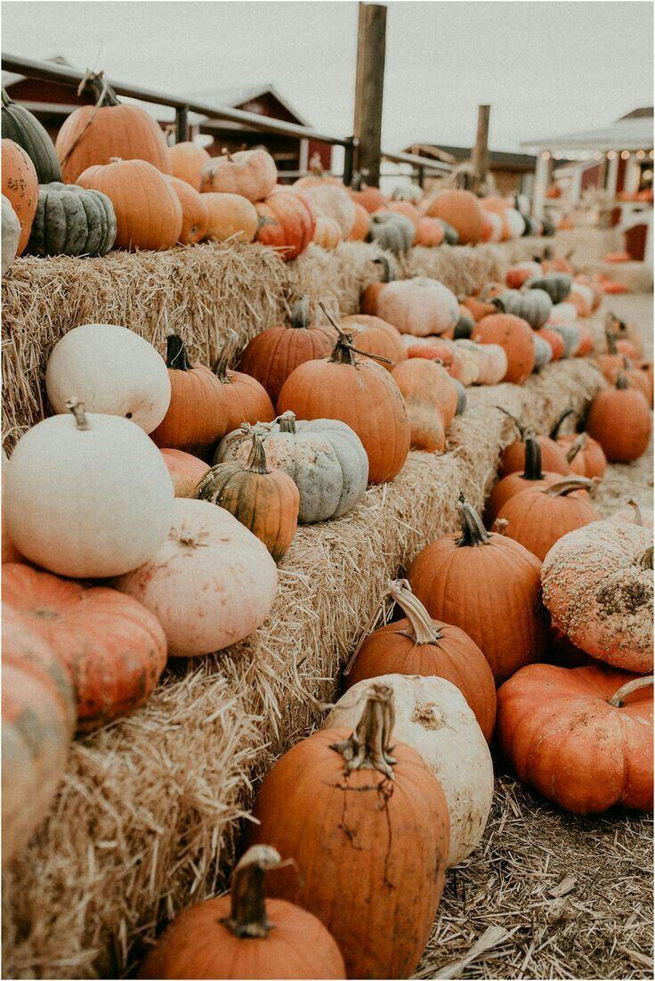 736x1101 Pumpkin Parade. Cute fall wallpaper, Fall wallpaper, Fall halloween