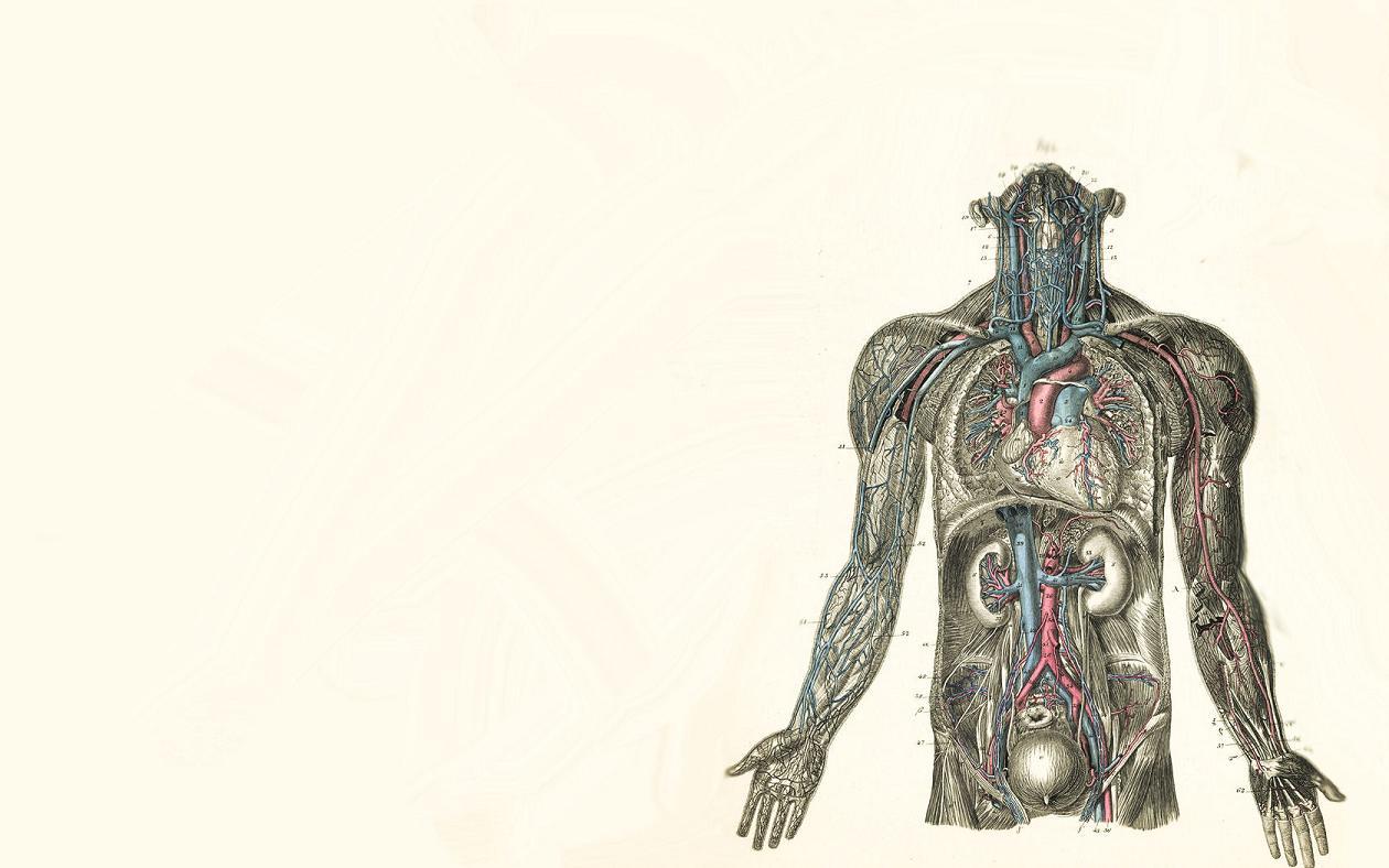 1260x788 Anatomy Wallpaper. Anatomy Wallpaper, Medical Anatomy Wallpaper and Gross Anatomy Wallpaper