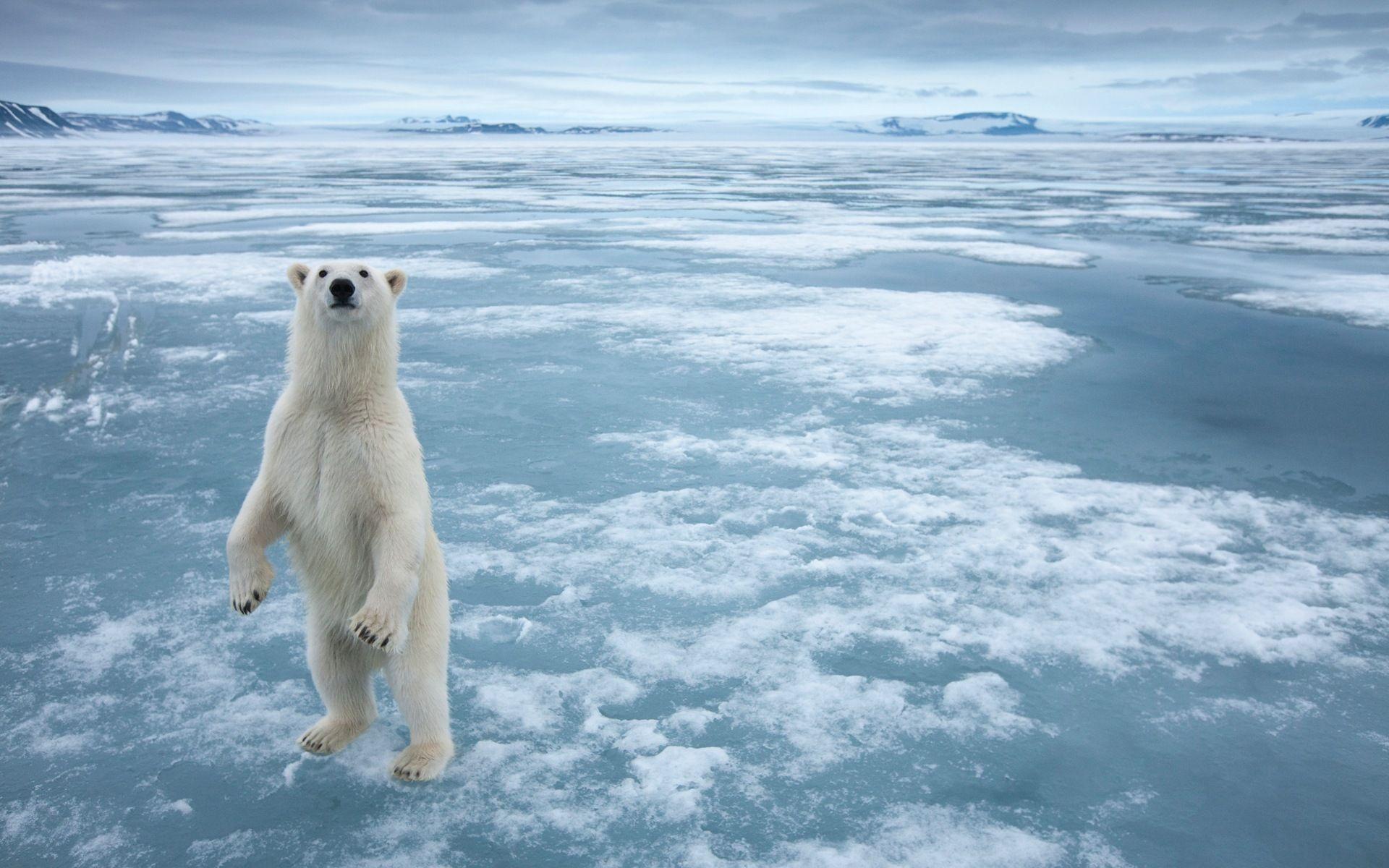 1920x1200 Windows 8 Wallpaper: Arctic, the nature ecological landscape, arctic animals Wallpaper Download 8 Wallpaper: Arctic, the nature ecological landscape, arctic animals Wallpaper Wallpaper Site