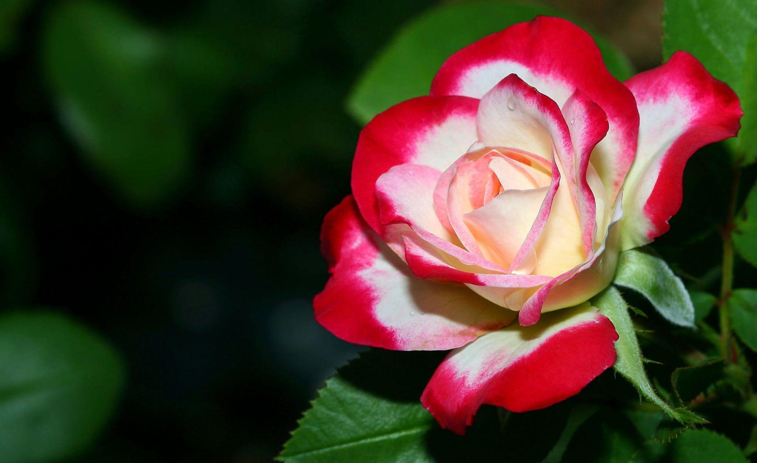 2560x1566 Desktop Red And White Rose Flower Image Wallpaper Beautiful Flowers Roses