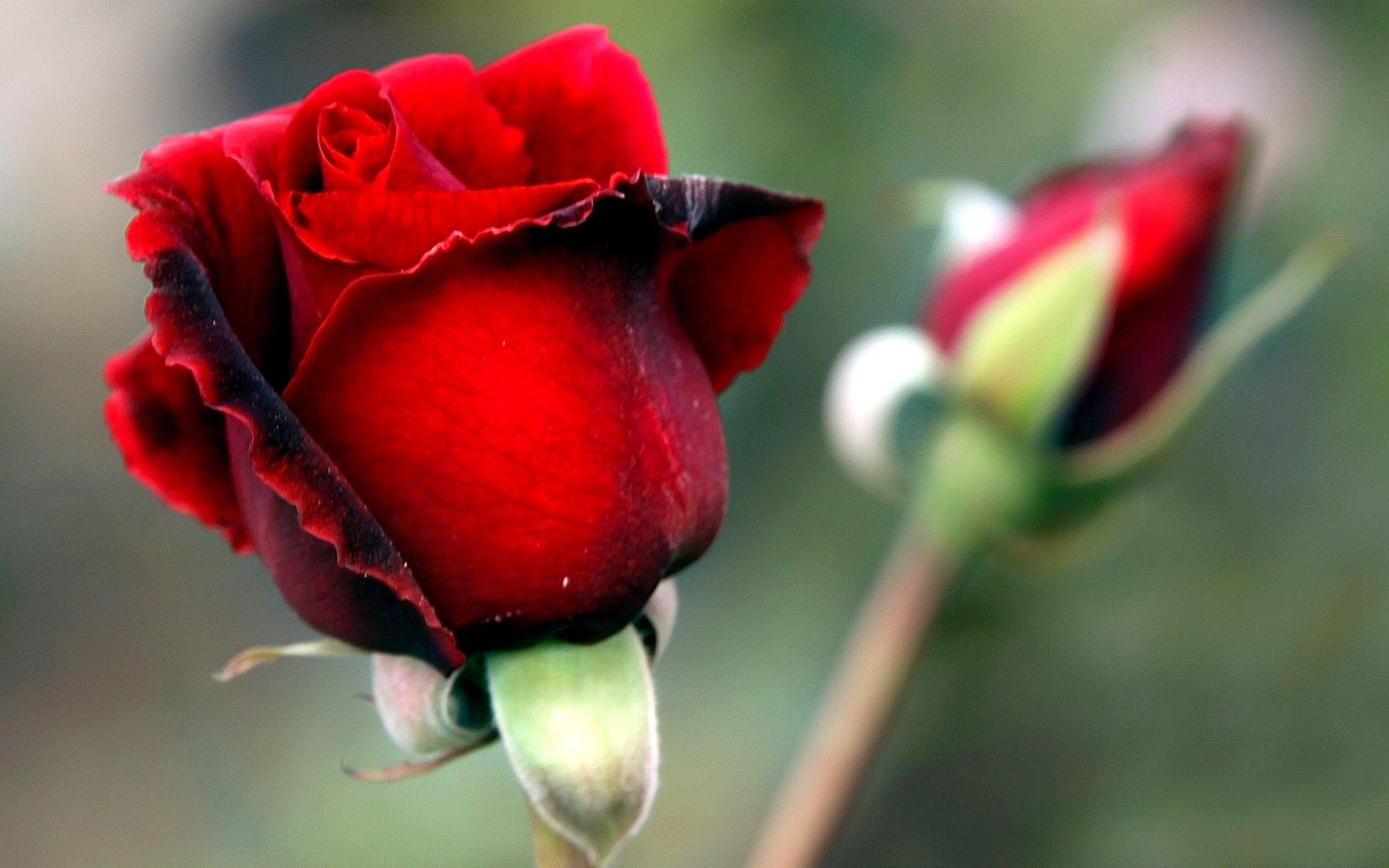 2560x1600 Wallpaper HD Of Cliserpudo Rose Flowers For Desktop Rose Image HD HD Wallpaper