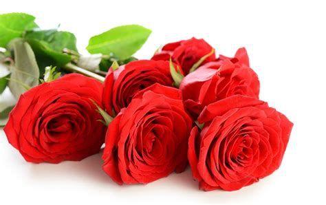 Beautiful Rose Flower HD Wallpapers - Top Free Beautiful Rose Flower HD ...