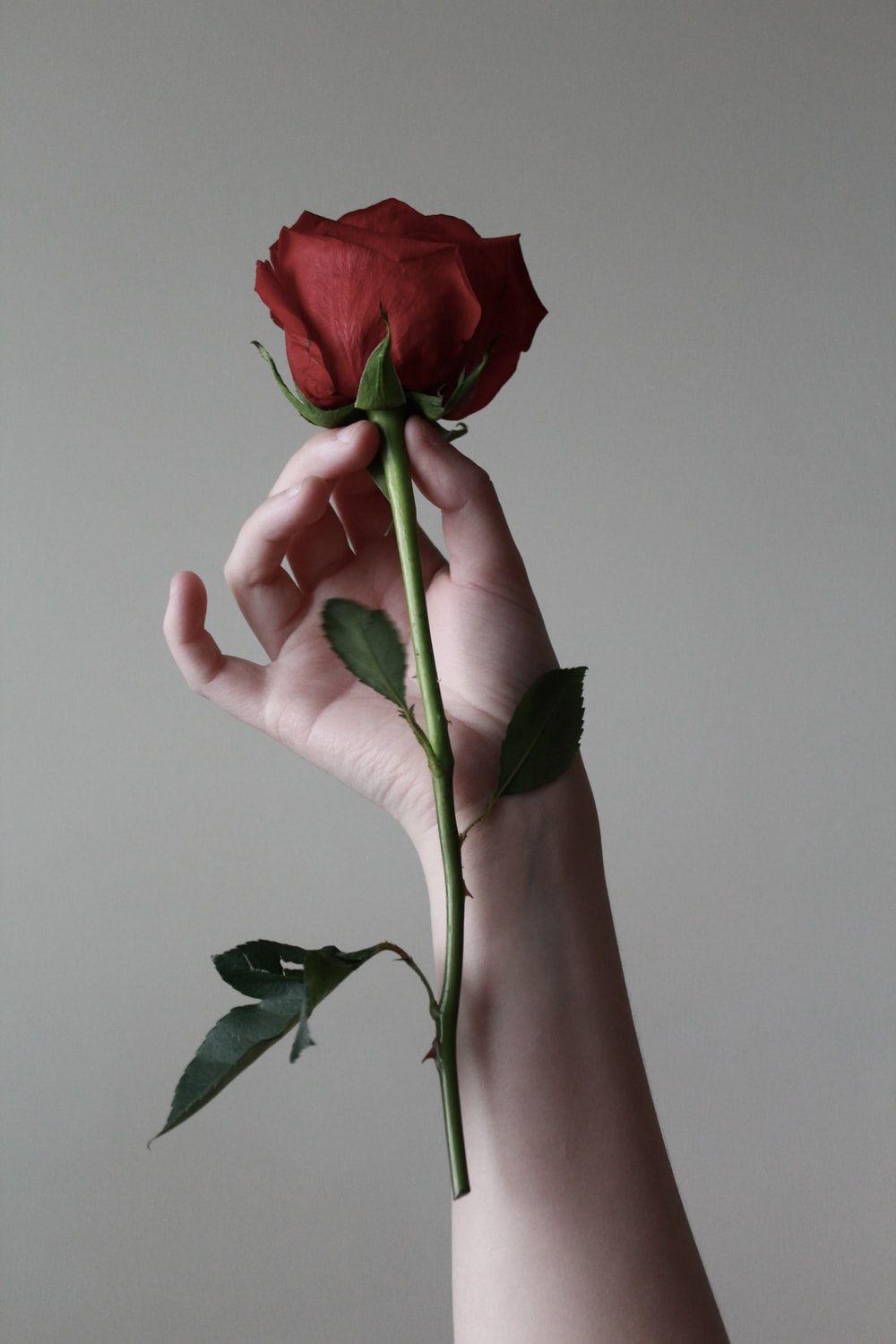 1000x1500 Rose Wallpaper: Free HD Download [HQ]