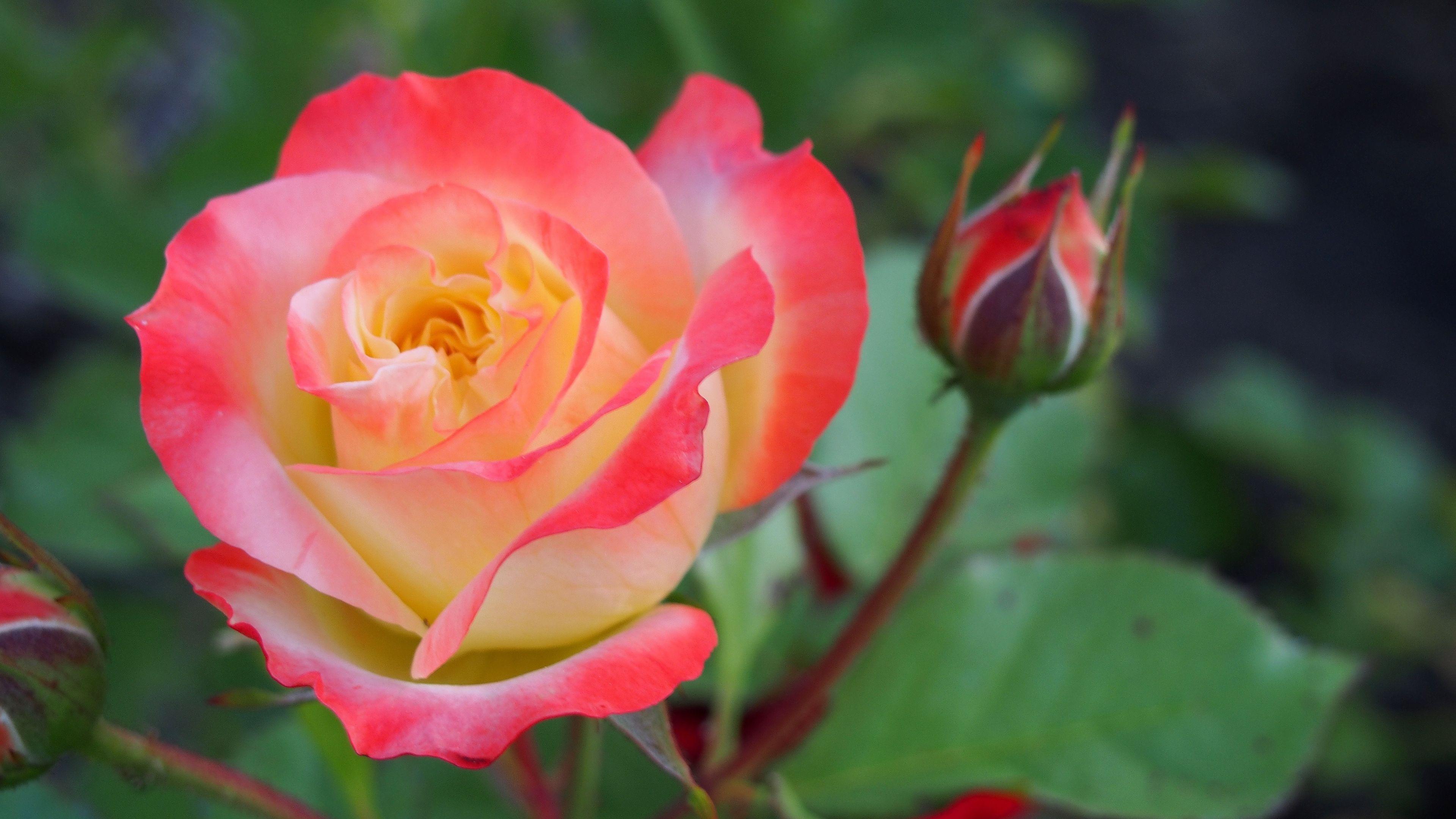 3840x2160 Desktop Wallpaper Beautiful Rose, Flower, Yellow Red Flowers, Spring, HD Image, Picture, Background, D1ba53