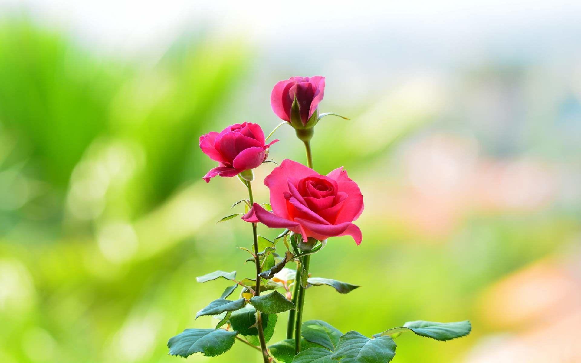 1920x1200 Rose Flower Wallpaper HD Rose Flower Wallpaper Download