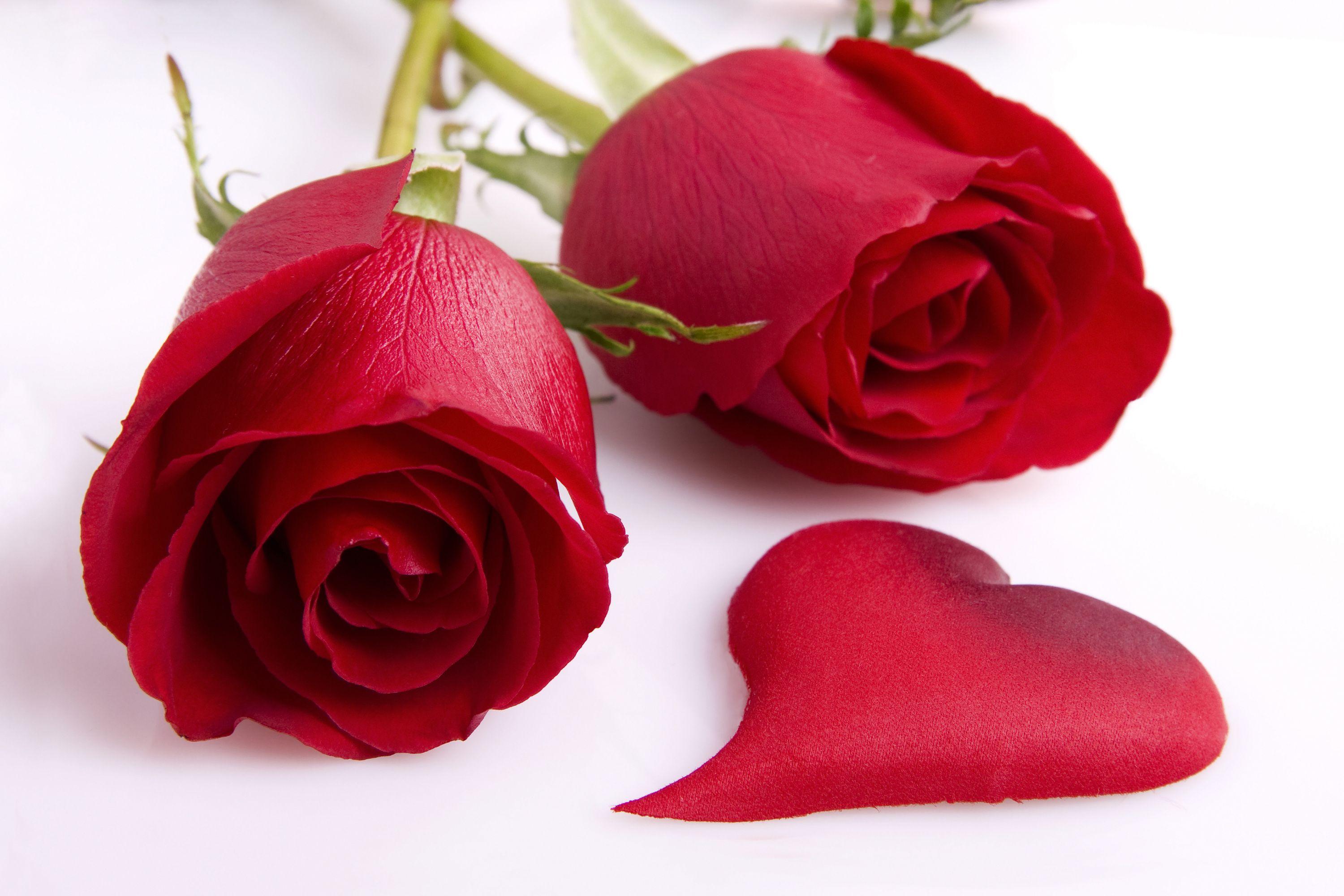 3000x2000 Love Rose Flower Wallpaper