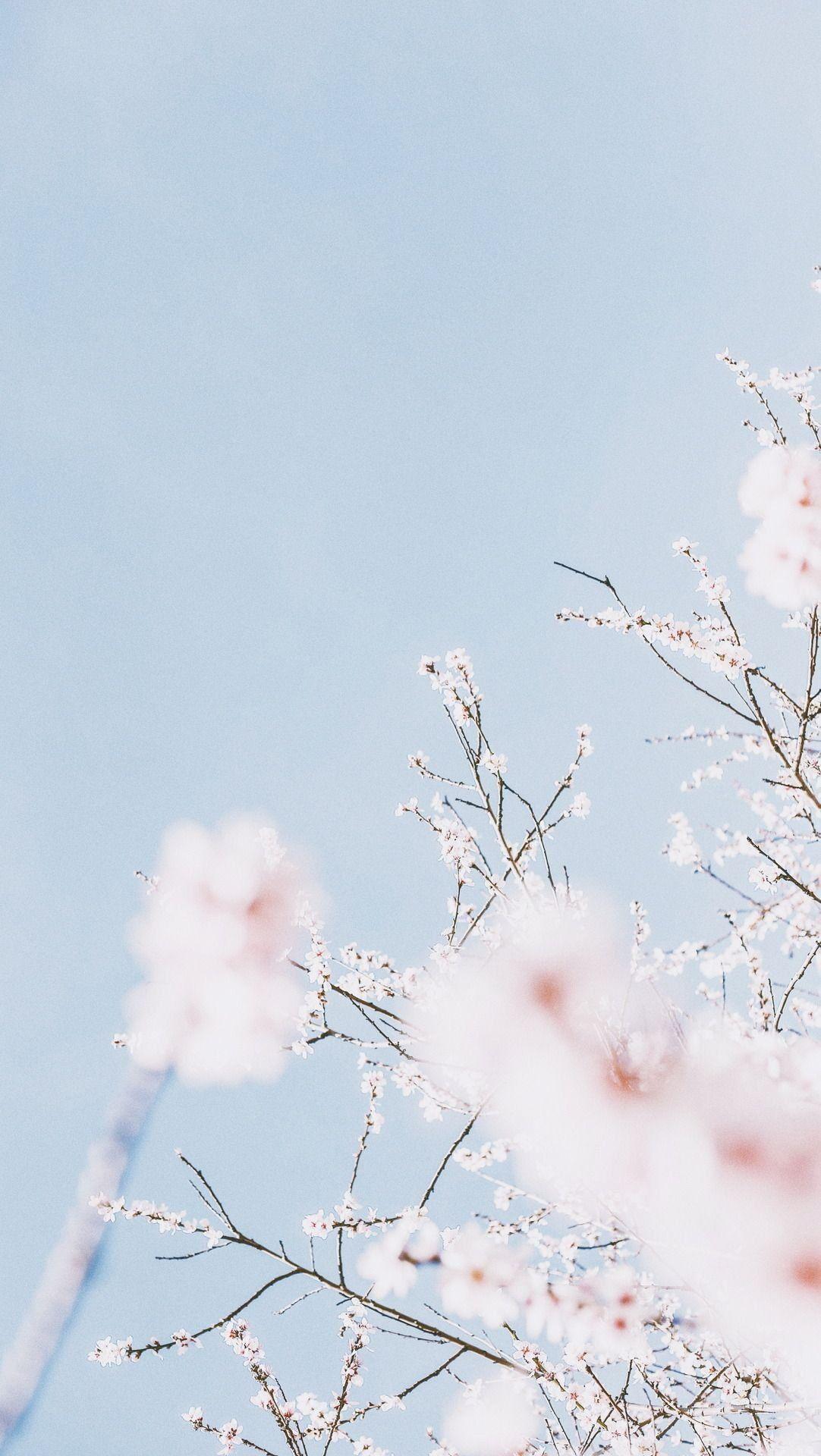 Fleeting Blossom pretty glow sakura blossom bonito magic hakuouki  floral HD wallpaper  Peakpx
