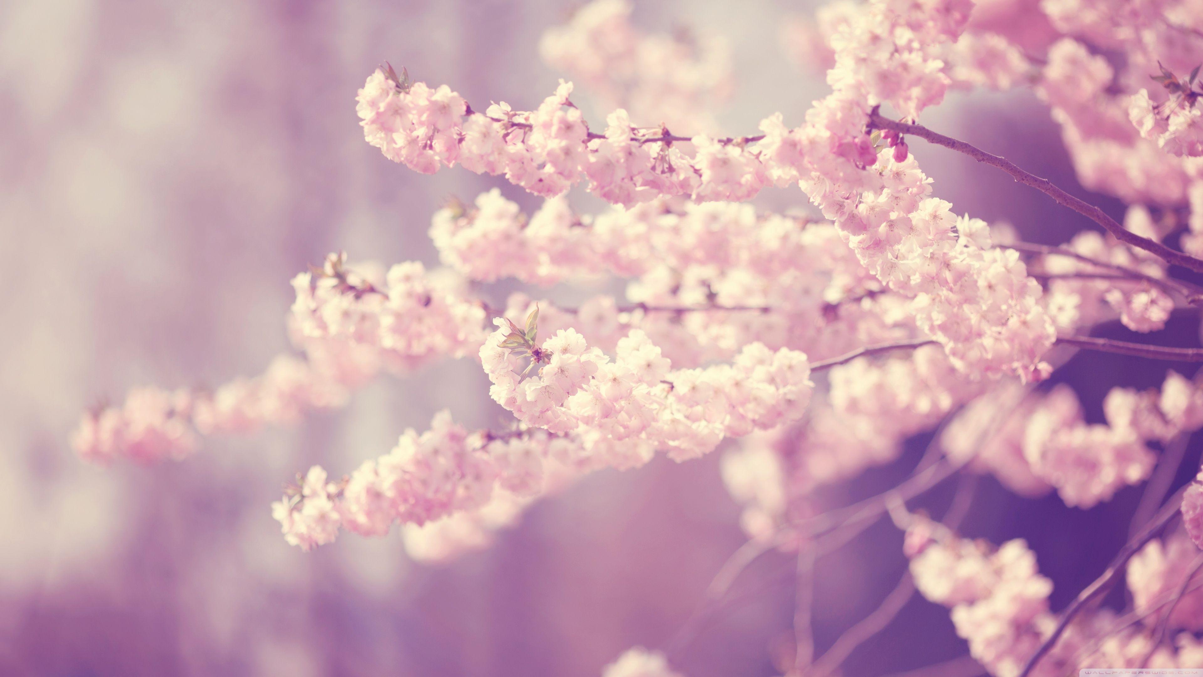 Pastel Cherry Blossom Wallpapers - Top Free Pastel Cherry Blossom ...