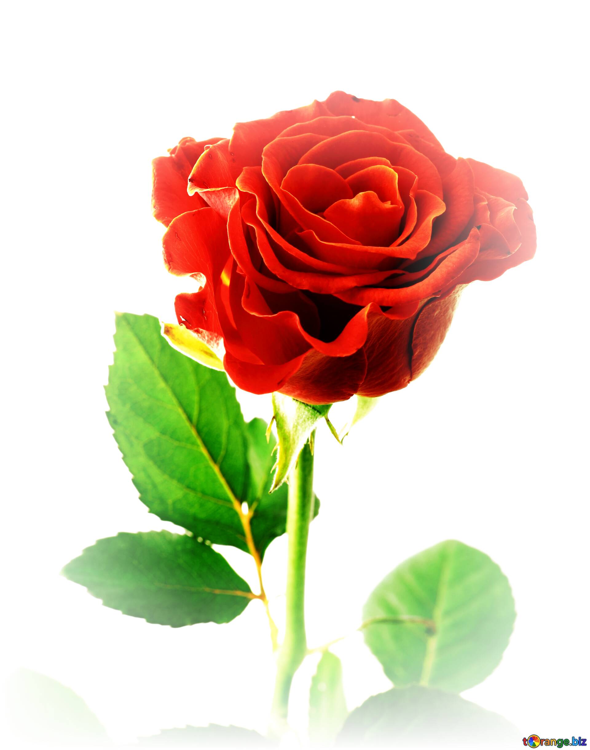 1920x2441 Download Free Picture Beautiful Red Rose Flower On CC BY License Free Image Stock TOrange.biz Fx №113114