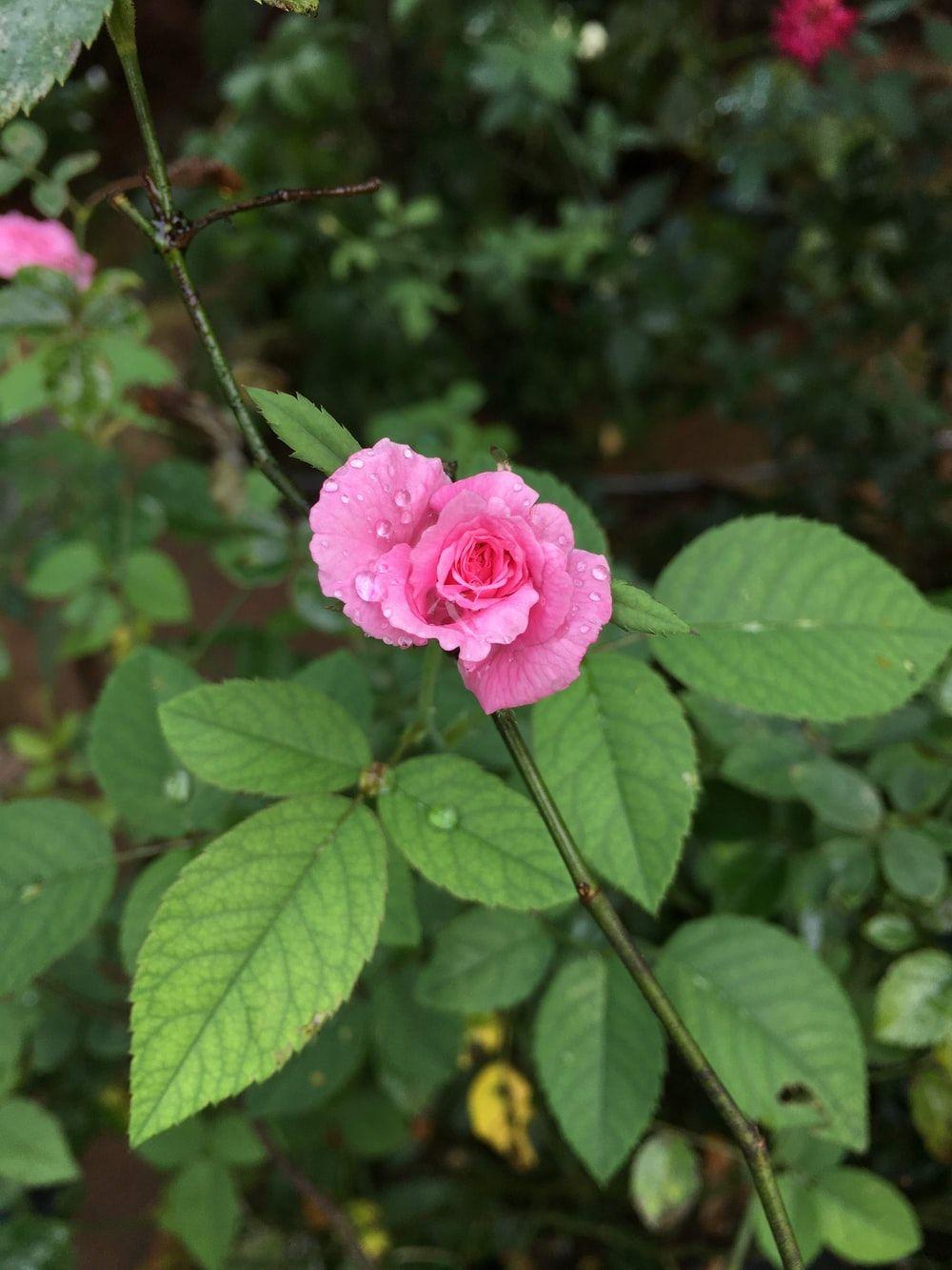 1000x1333 Beautiful Rose Picture. Download Free Image