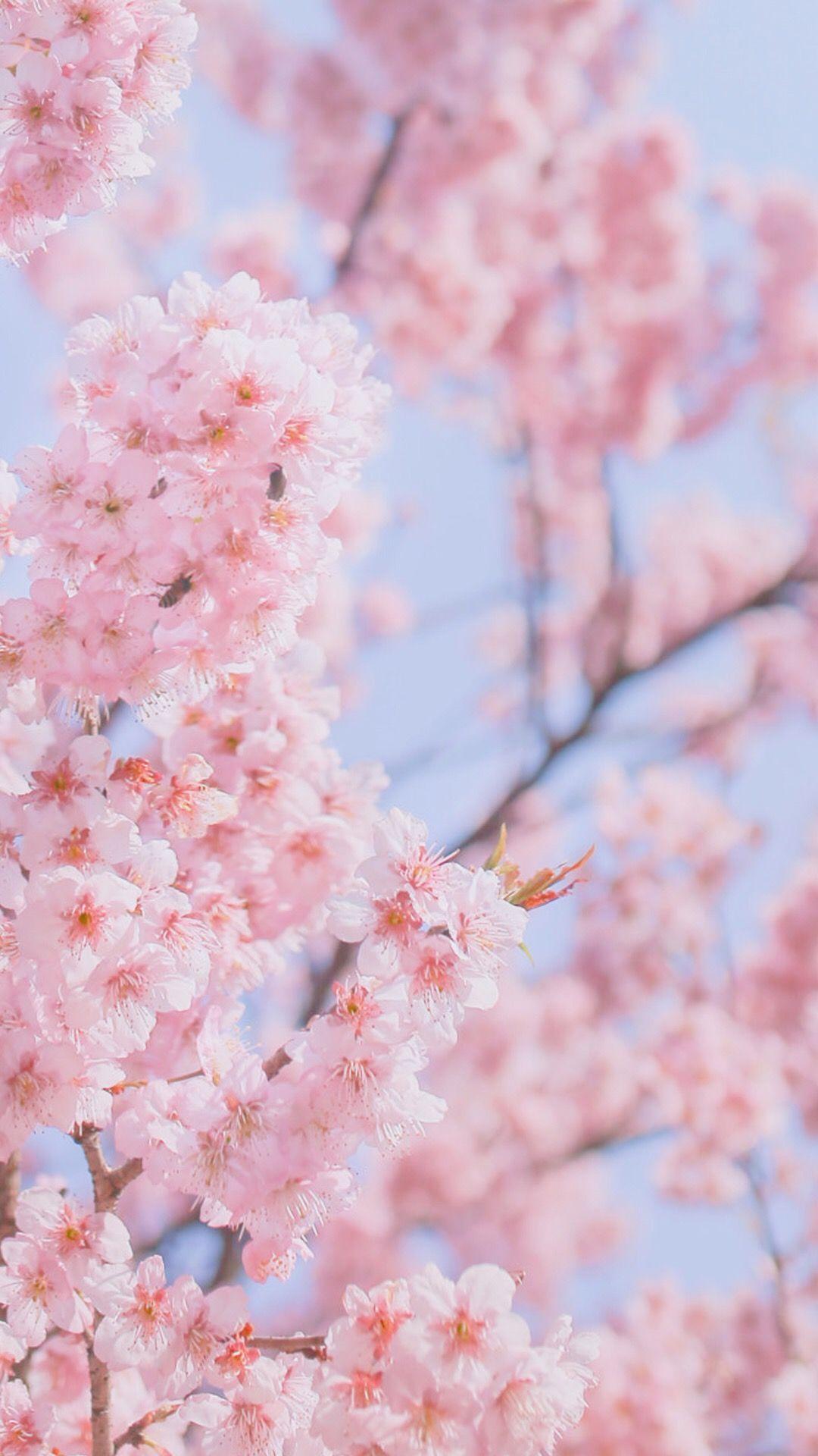 Pastel Cherry Blossom Wallpapers - Top Free Pastel Cherry Blossom ...