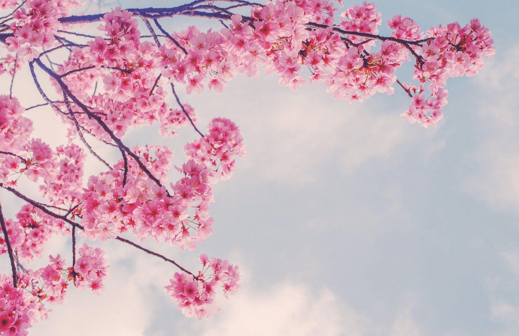 1650x1070 Cherry Blossom Branch Wallpaper Mural